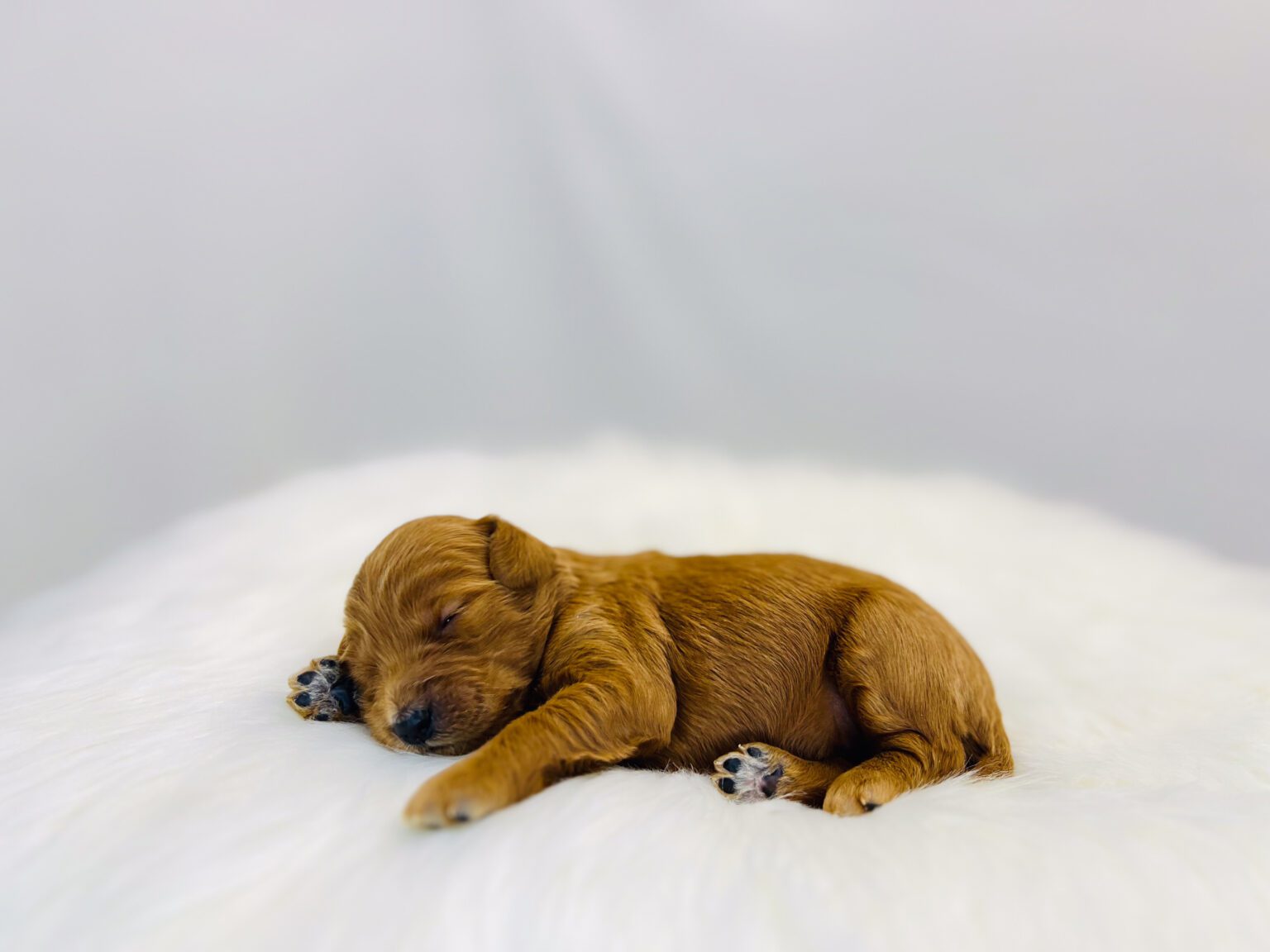 I am just a tiny baby and would love to join your family soon! Of course, you can’t see how cute and curly I will be when I get older, so the Dog Club will send updated photos when I am about 6 to 7 weeks old, if you choose to adopt me. Infant puppy deposits are refundable or transferrable.