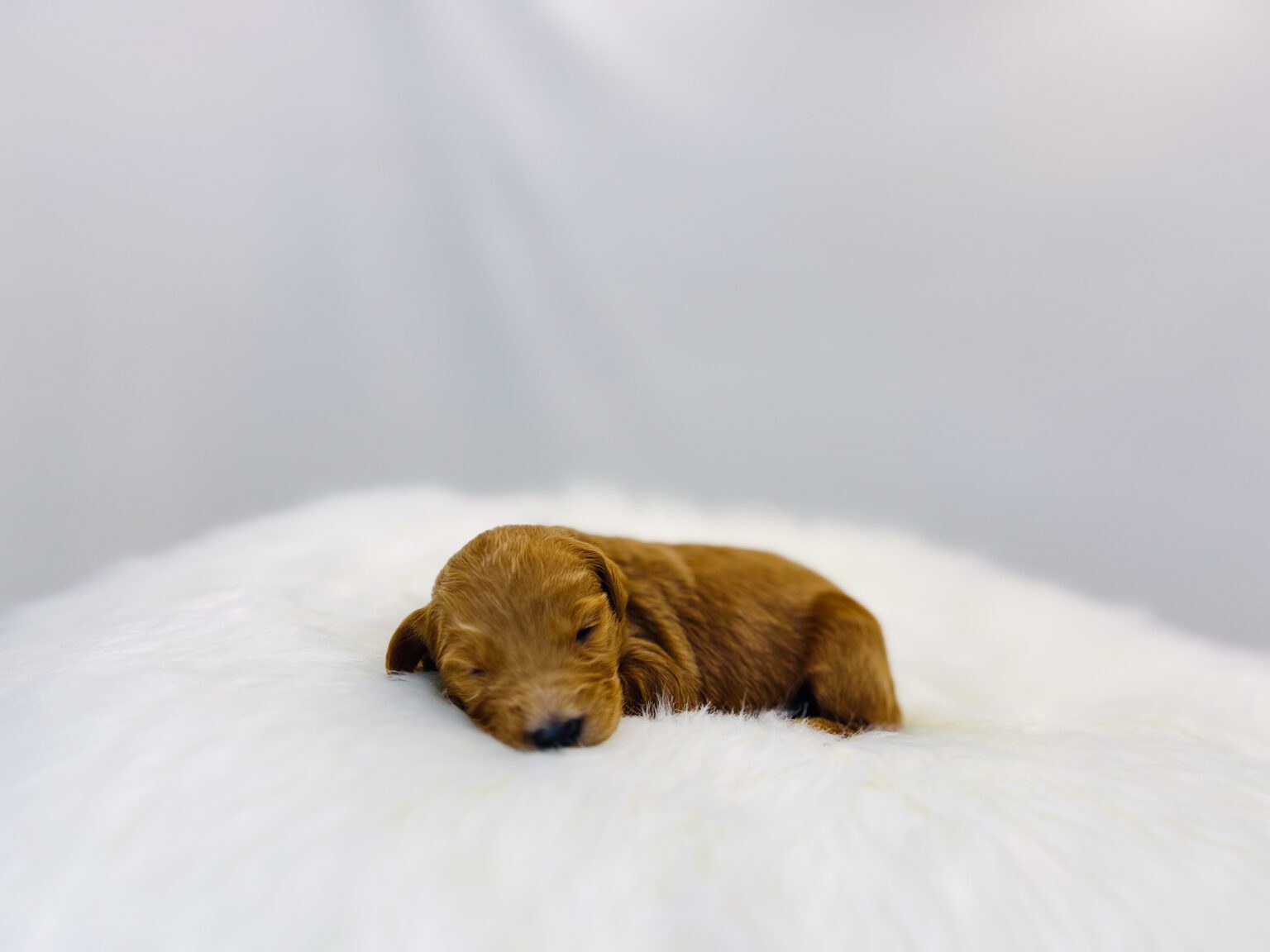 I am just a tiny baby and would love to join your family soon! Of course, you can’t see how cute and curly I will be when I get older, so the Dog Club will send updated photos when I am about 6 to 7 weeks old, if you choose to adopt me. Infant puppy deposits are refundable or transferrable.