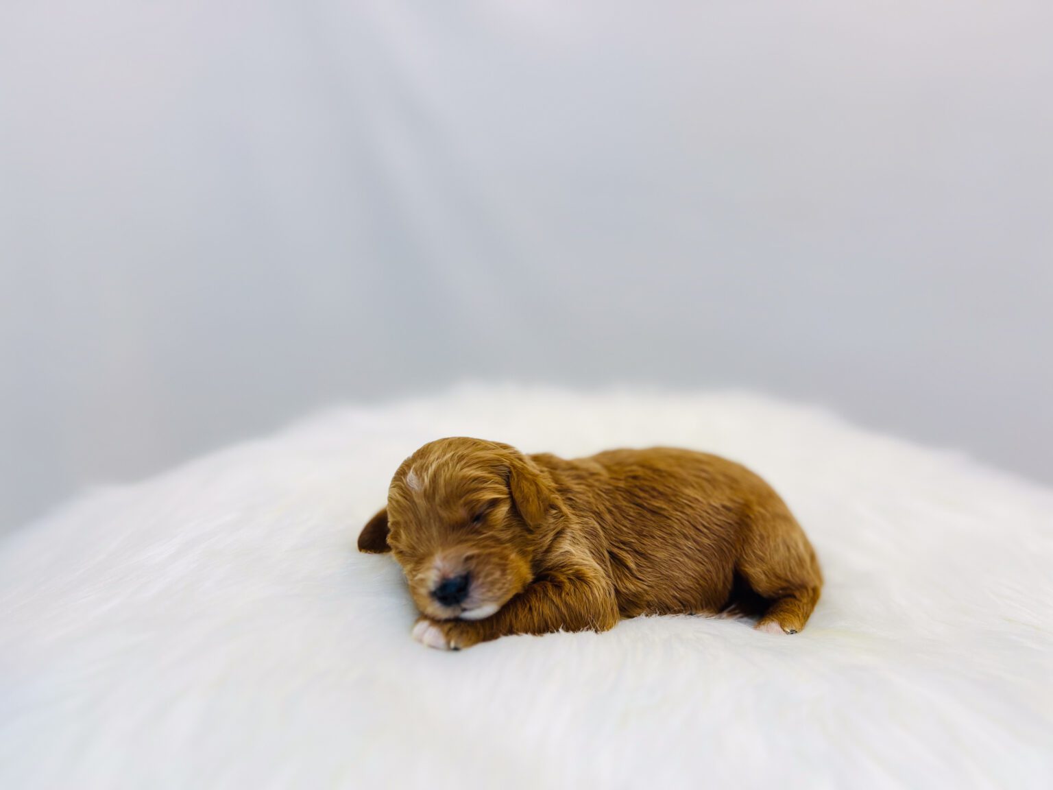 I am just a tiny baby and would love to join your family soon! Of course, you can’t see how cute and curly I will be when I get older, so the Dog Club will send updated photos when I am about 6 to 7 weeks old, if you choose to adopt me. Infant puppy deposits are refundable or transferrable.
