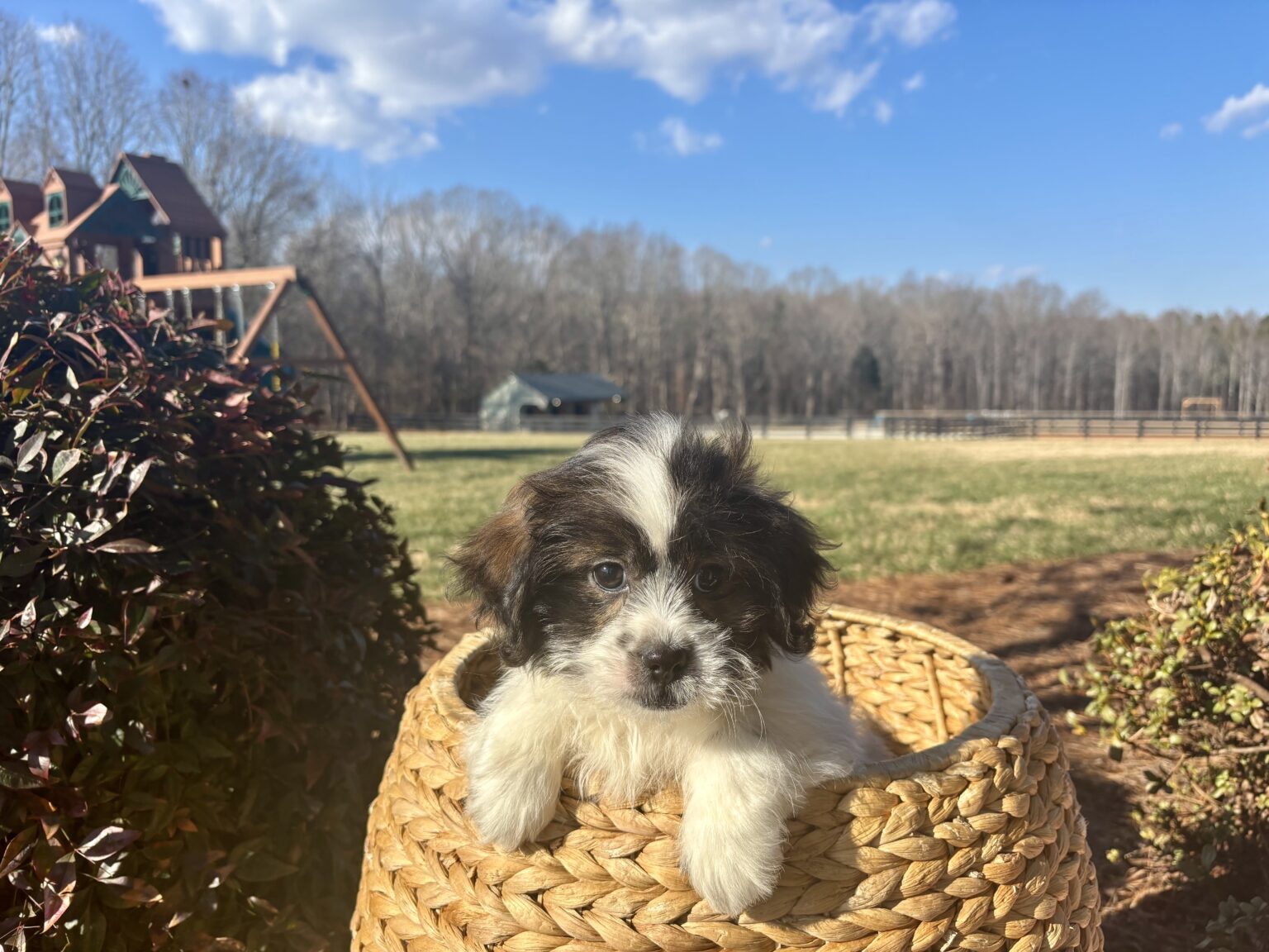 discounted price is a reflection of a recessed vulva