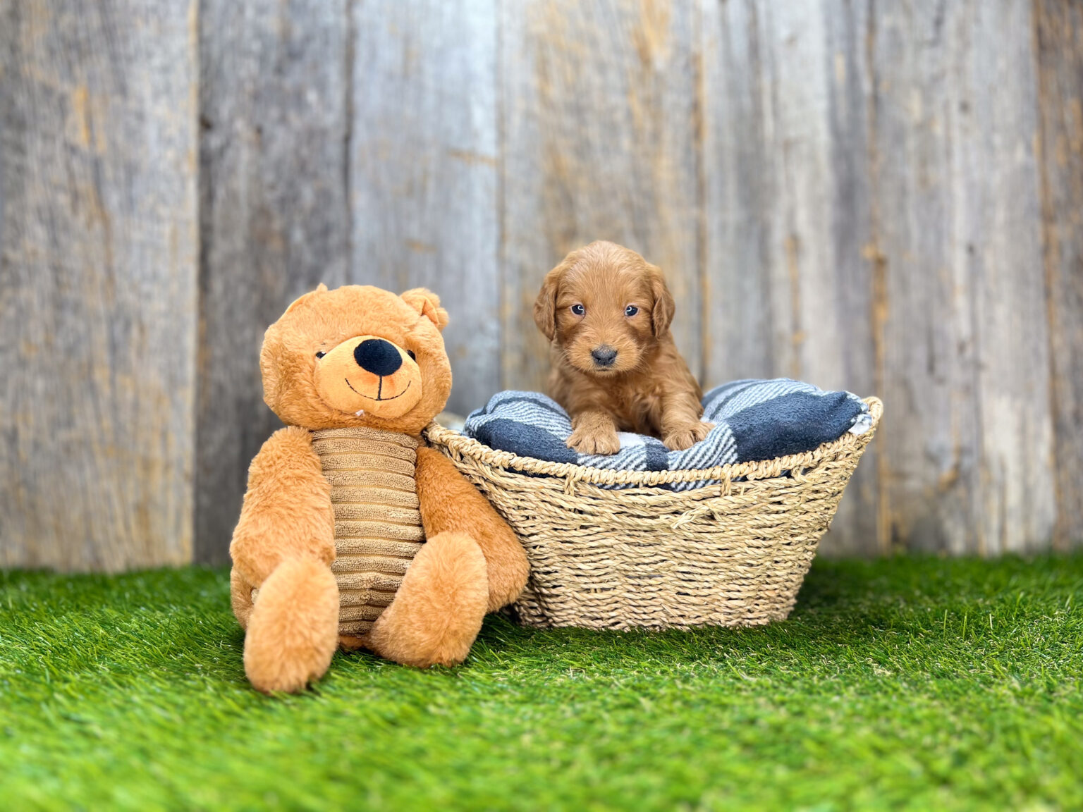I am just a tiny baby and would love to join your family soon! Of course, you can’t see how cute and curly I will be when I get older, so the Dog Club will send updated photos when I am about 6 to 7 weeks old, if you choose to adopt me. Infant puppy deposits are refundable or transferrable.