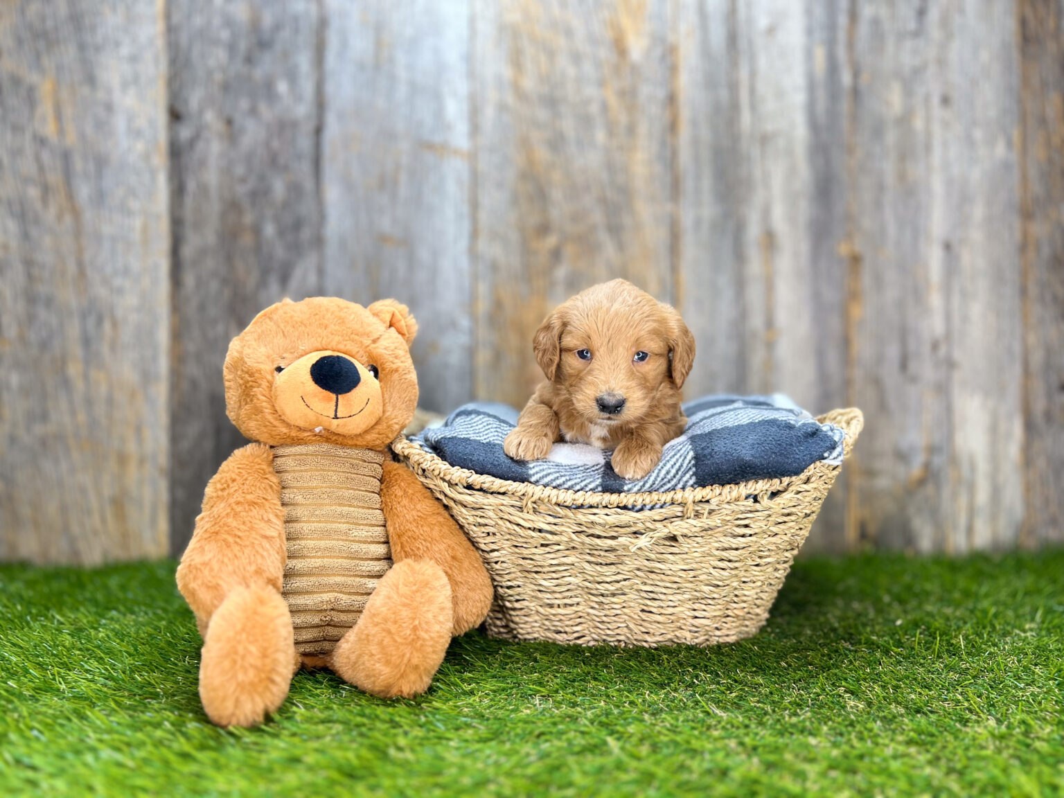 I am just a tiny baby and would love to join your family soon! Of course, you can’t see how cute and curly I will be when I get older, so the Dog Club will send updated photos when I am about 6 to 7 weeks old, if you choose to adopt me. Infant puppy deposits are refundable or transferrable.