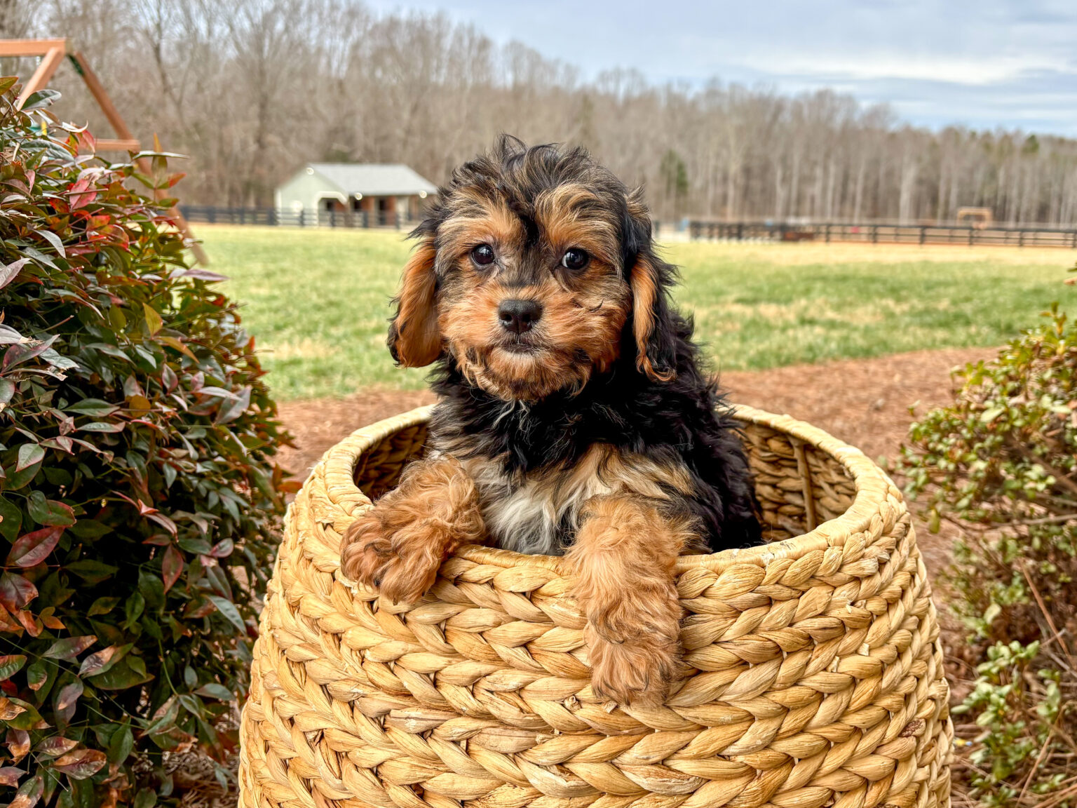 Mild deformity of right front paw