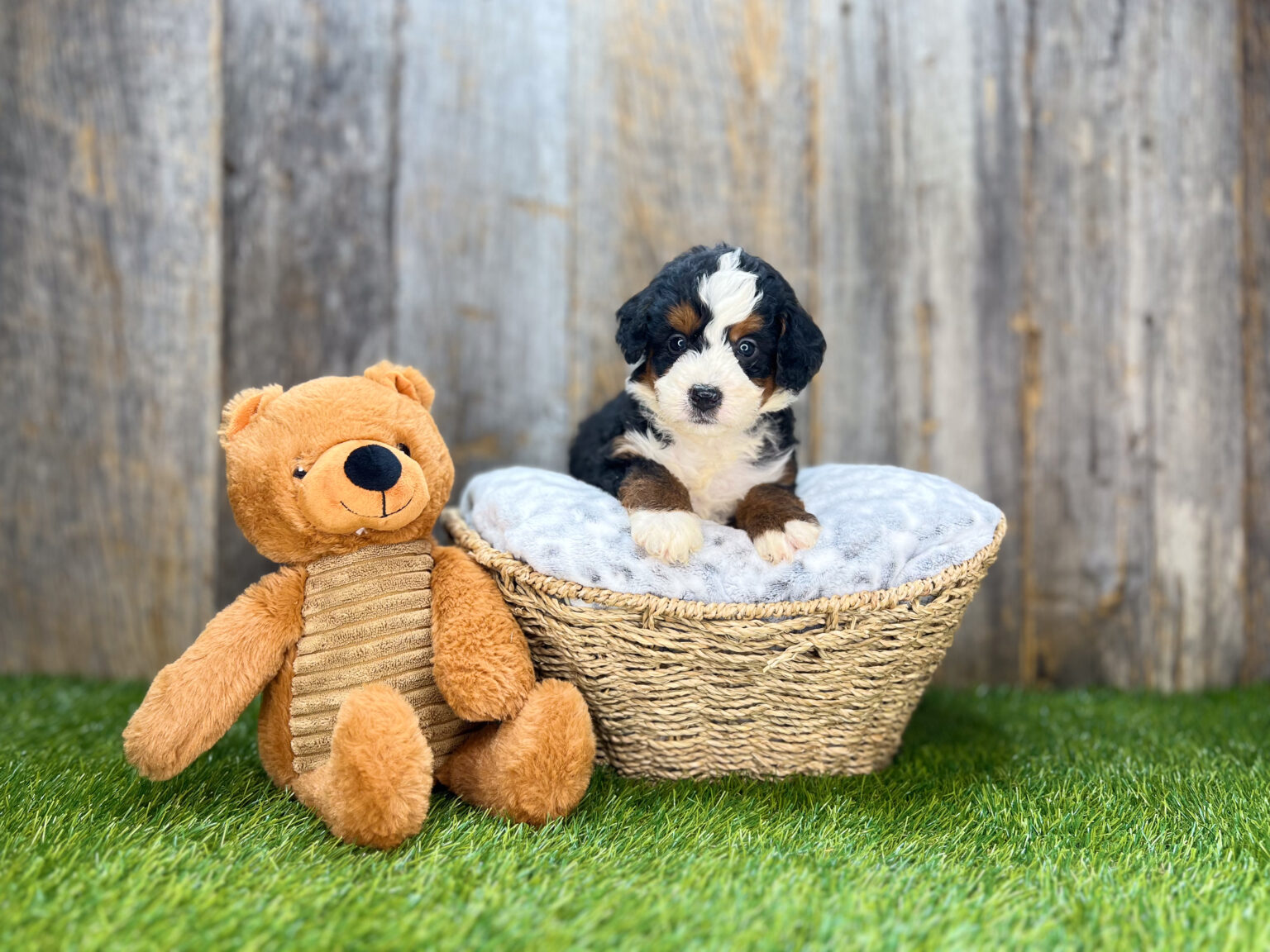 I am just a tiny baby and would love to join your family soon! Of course, you can’t see how cute and curly I will be when I get older, so the Dog Club will send updated photos when I am about 6 to 7 weeks old, if you choose to adopt me. Infant puppy deposits are refundable or transferrable.