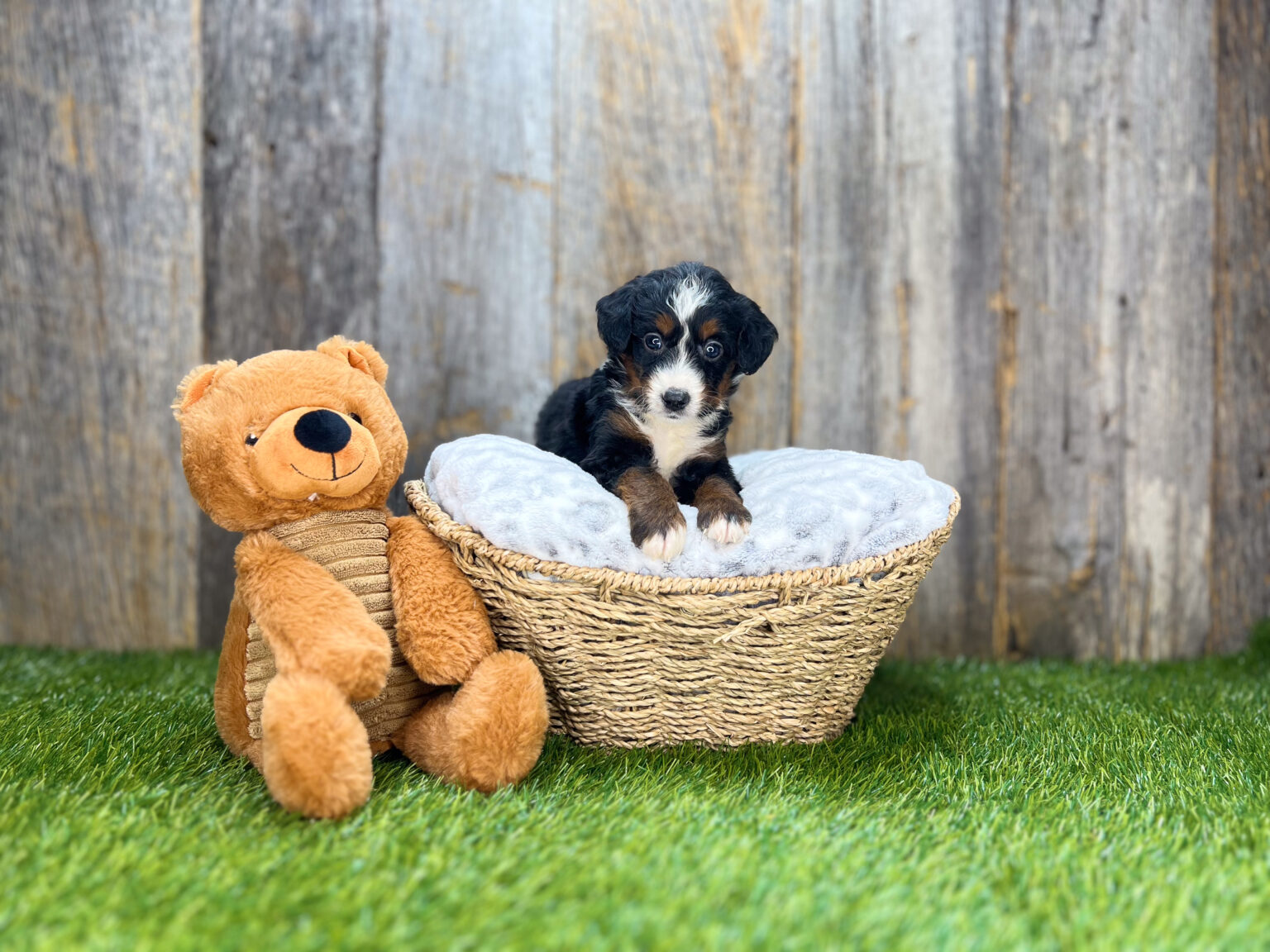 I am just a tiny baby and would love to join your family soon! Of course, you can’t see how cute and curly I will be when I get older, so the Dog Club will send updated photos when I am about 6 to 7 weeks old, if you choose to adopt me. Infant puppy deposits are refundable or transferrable.