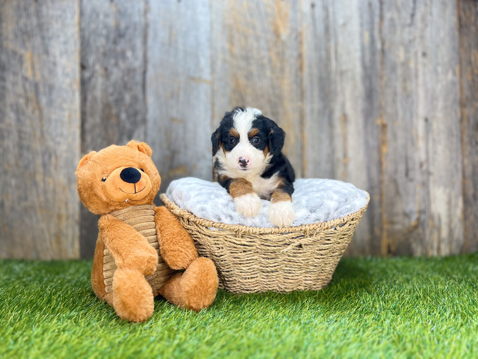 I am just a tiny baby and would love to join your family soon! Of course, you can’t see how cute and curly I will be when I get older, so the Dog Club will send updated photos when I am about 6 to 7 weeks old, if you choose to adopt me. Infant puppy deposits are refundable or transferrable.