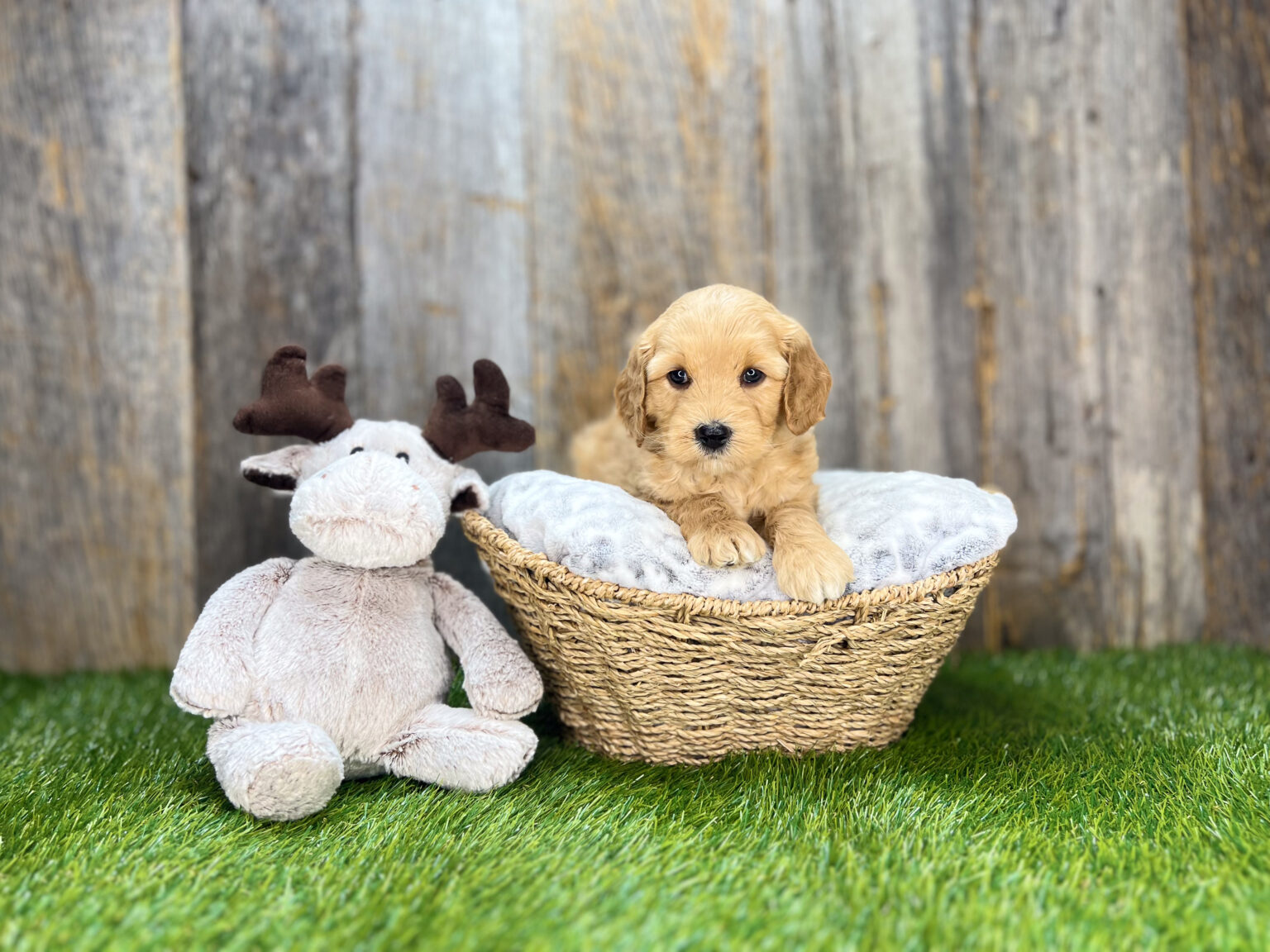 I am just a tiny baby and would love to join your family soon! Of course, you can’t see how cute and curly I will be when I get older, so the Dog Club will send updated photos when I am about 6 to 7 weeks old, if you choose to adopt me. Infant puppy deposits are refundable or transferrable.