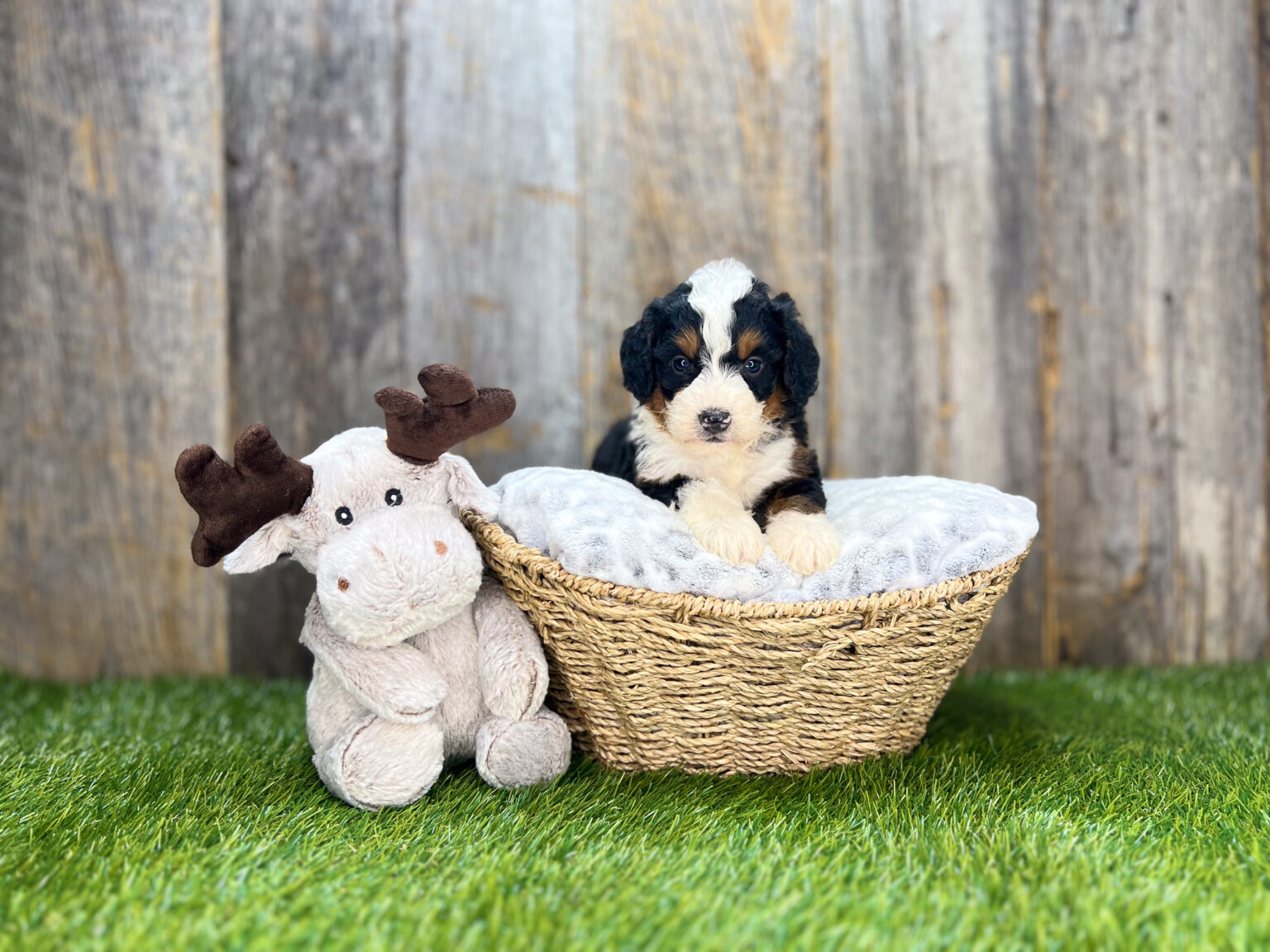 I am just a tiny baby and would love to join your family soon! Of course, you can’t see how cute and curly I will be when I get older, so the Dog Club will send updated photos when I am about 6 to 7 weeks old, if you choose to adopt me. Infant puppy deposits are refundable or transferrable.