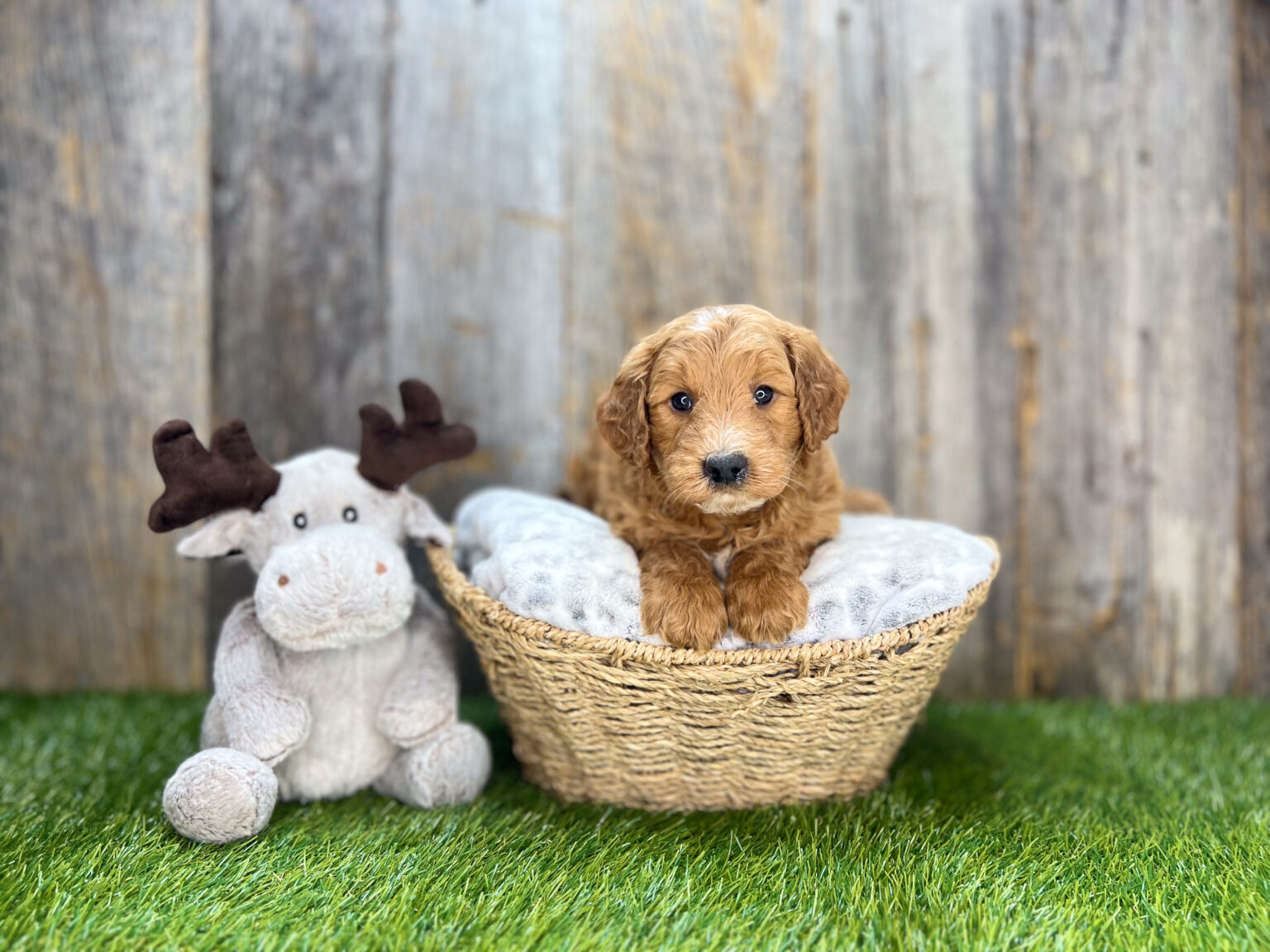 I am just a tiny baby and would love to join your family soon! Of course, you can’t see how cute and curly I will be when I get older, so the Dog Club will send updated photos when I am about 6 to 7 weeks old, if you choose to adopt me. Infant puppy deposits are refundable or transferrable.