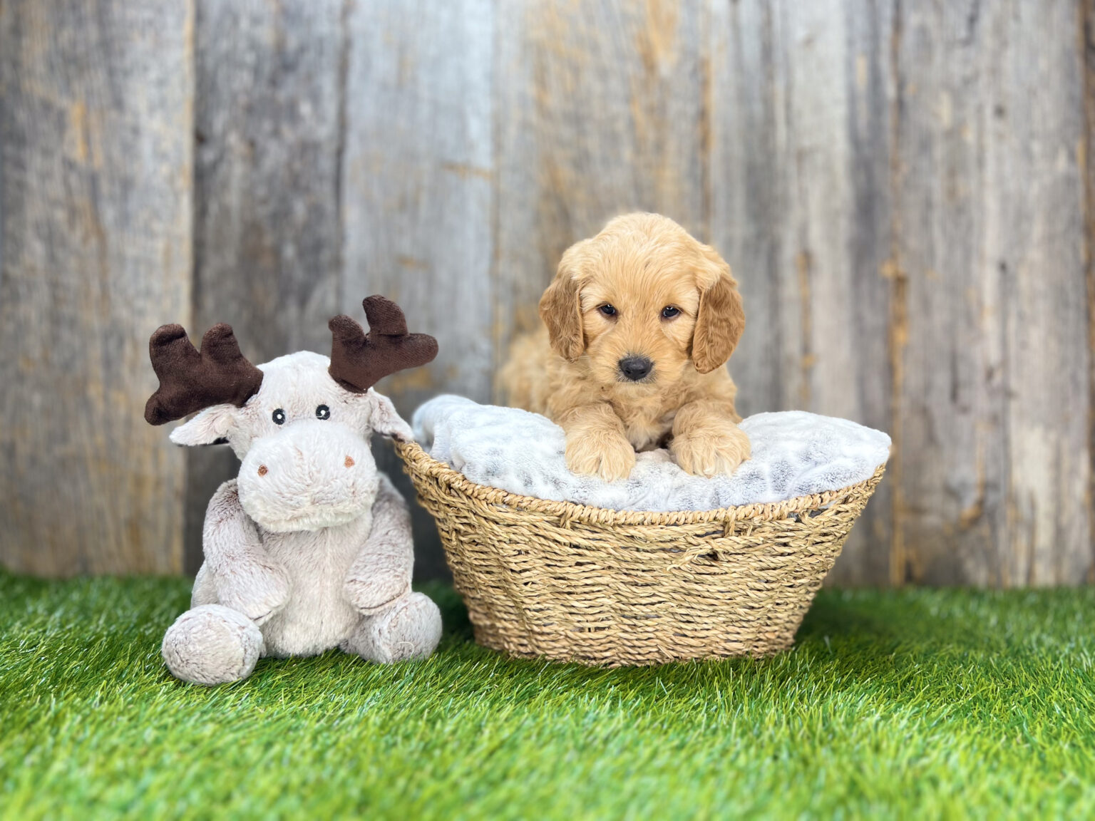 I am just a tiny baby and would love to join your family soon! Of course, you can’t see how cute and curly I will be when I get older, so the Dog Club will send updated photos when I am about 6 to 7 weeks old, if you choose to adopt me. Infant puppy deposits are refundable or transferrable.