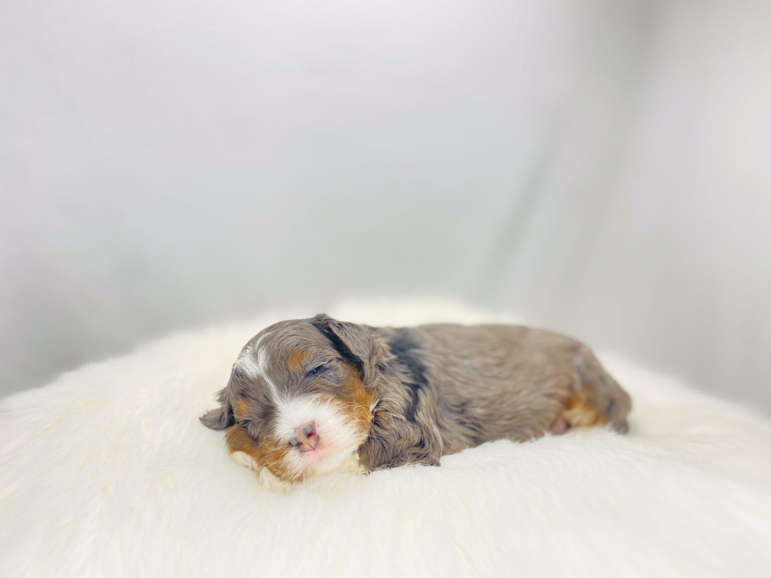 I am just a tiny baby and would love to join your family soon! Of course, you can’t see how cute and curly I will be when I get older, so the Dog Club will send updated photos when I am about 6 to 7 weeks old, if you choose to adopt me. Infant puppy deposits are refundable or transferrable.