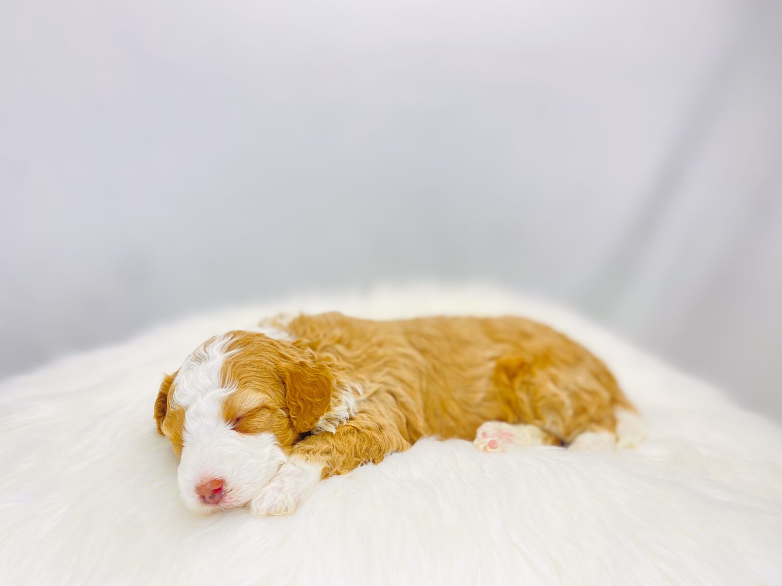 I am just a tiny baby and would love to join your family soon! Of course, you can’t see how cute and curly I will be when I get older, so the Dog Club will send updated photos when I am about 6 to 7 weeks old, if you choose to adopt me. Infant puppy deposits are refundable or transferrable.