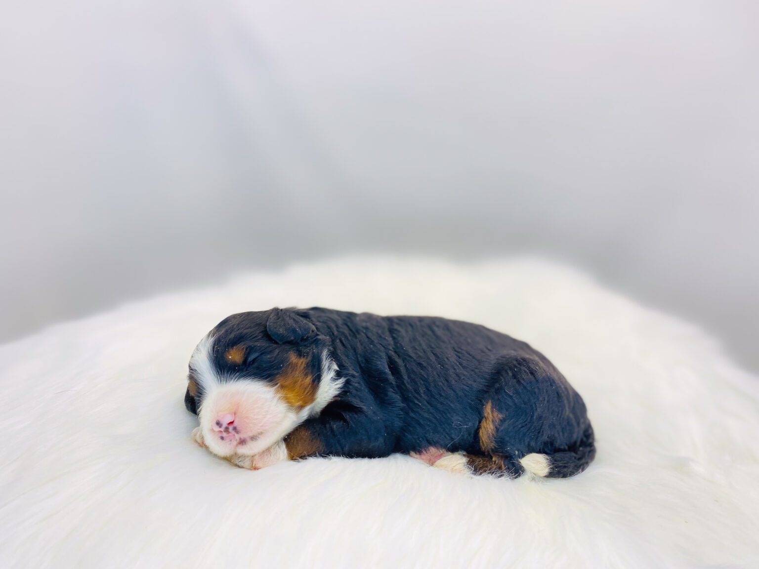 I am just a tiny baby and would love to join your family soon! Of course, you can’t see how cute and curly I will be when I get older, so the Dog Club will send updated photos when I am about 6 to 7 weeks old, if you choose to adopt me. Infant puppy deposits are refundable or transferrable.