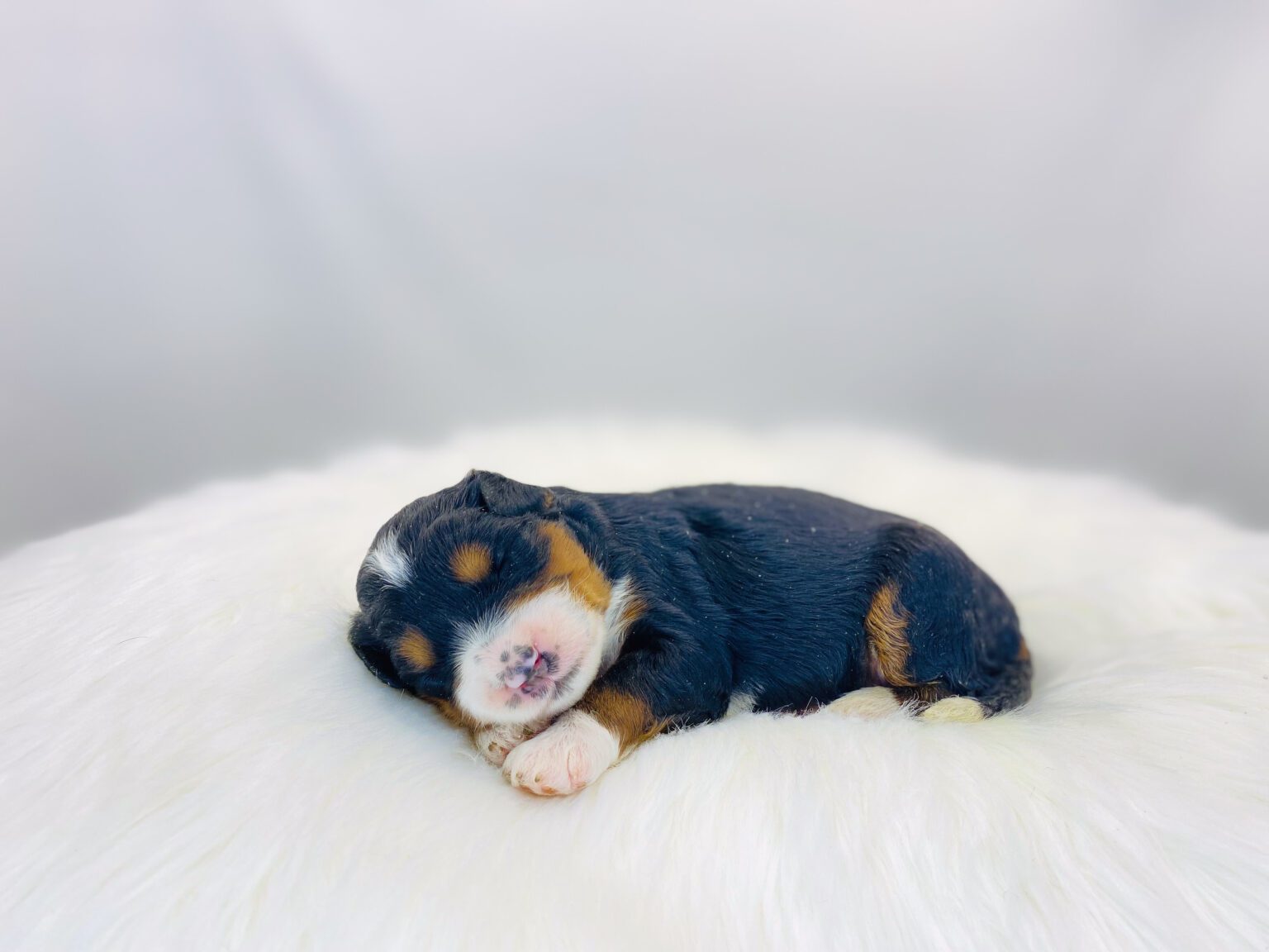 I am just a tiny baby and would love to join your family soon! Of course, you can’t see how cute and curly I will be when I get older, so the Dog Club will send updated photos when I am about 6 to 7 weeks old, if you choose to adopt me. Infant puppy deposits are refundable or transferrable.