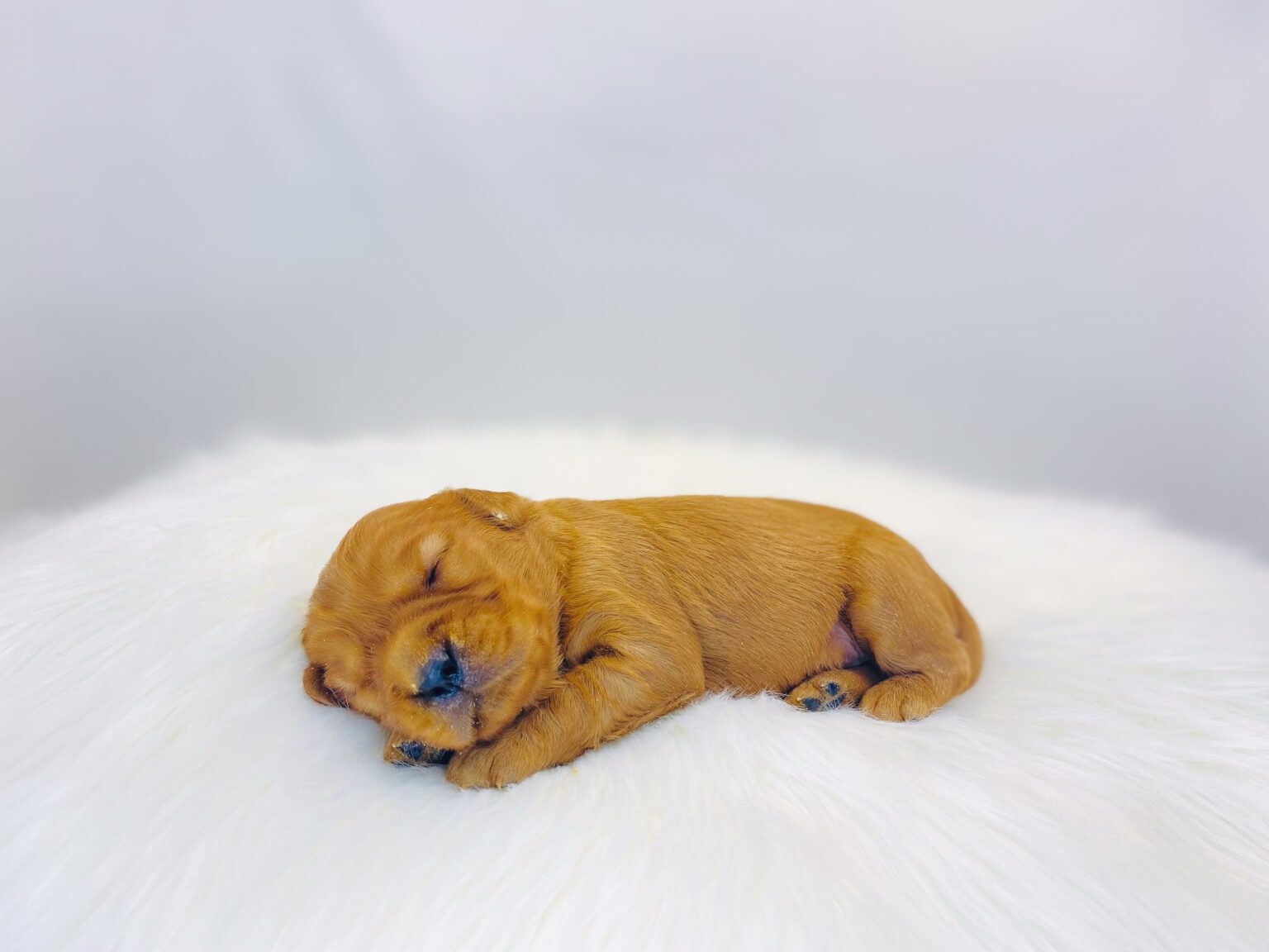 I am just a tiny baby and would love to join your family soon! Of course, you can’t see how cute and curly I will be when I get older, so the Dog Club will send updated photos when I am about 6 to 7 weeks old, if you choose to adopt me. Infant puppy deposits are refundable or transferrable.