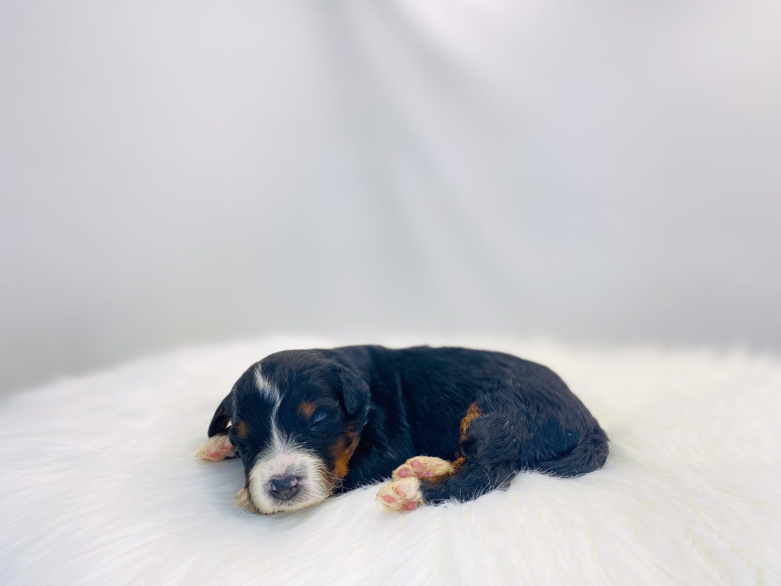 I am just a tiny baby and would love to join your family soon! Of course, you can’t see how cute and curly I will be when I get older, so the Dog Club will send updated photos when I am about 6 to 7 weeks old, if you choose to adopt me. Infant puppy deposits are refundable or transferrable.