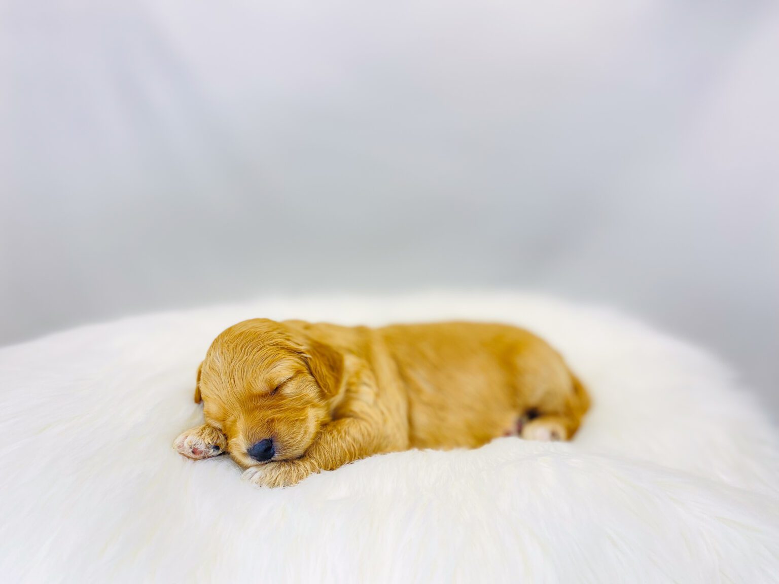 I am just a tiny baby and would love to join your family soon! Of course, you can’t see how cute and curly I will be when I get older, so the Dog Club will send updated photos when I am about 6 to 7 weeks old, if you choose to adopt me. Infant puppy deposits are refundable or transferrable.