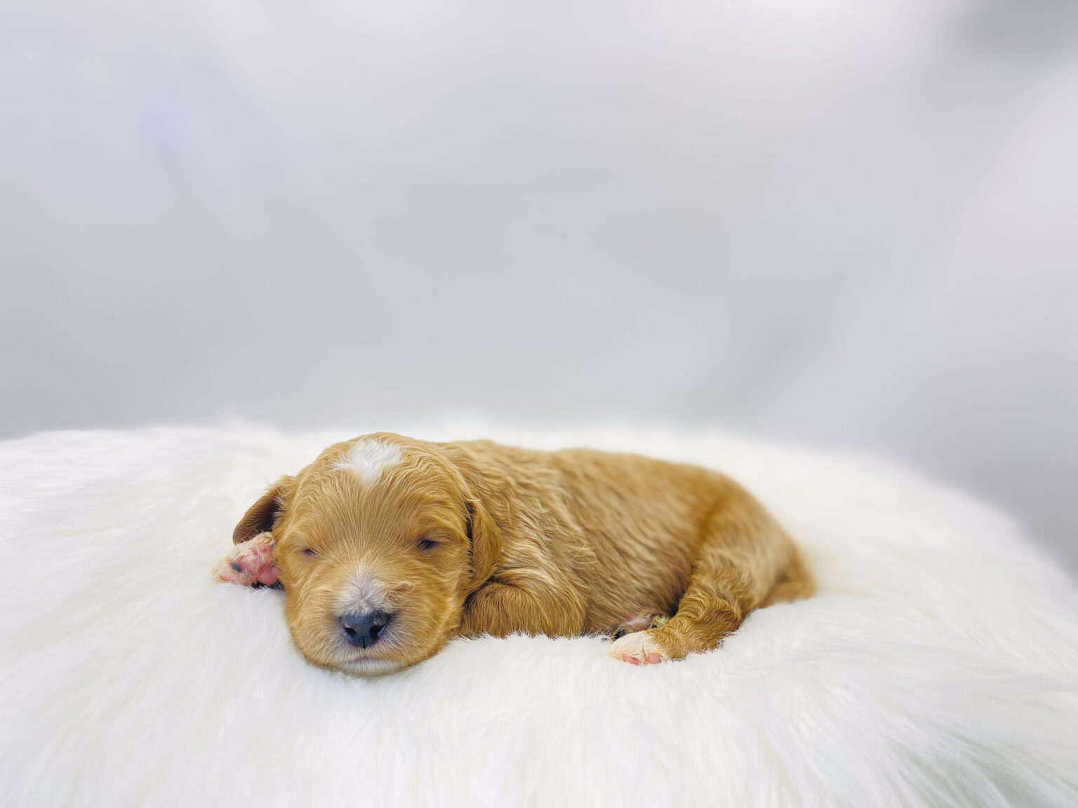 I am just a tiny baby and would love to join your family soon! Of course, you can’t see how cute and curly I will be when I get older, so the Dog Club will send updated photos when I am about 6 to 7 weeks old, if you choose to adopt me. Infant puppy deposits are refundable or transferrable.