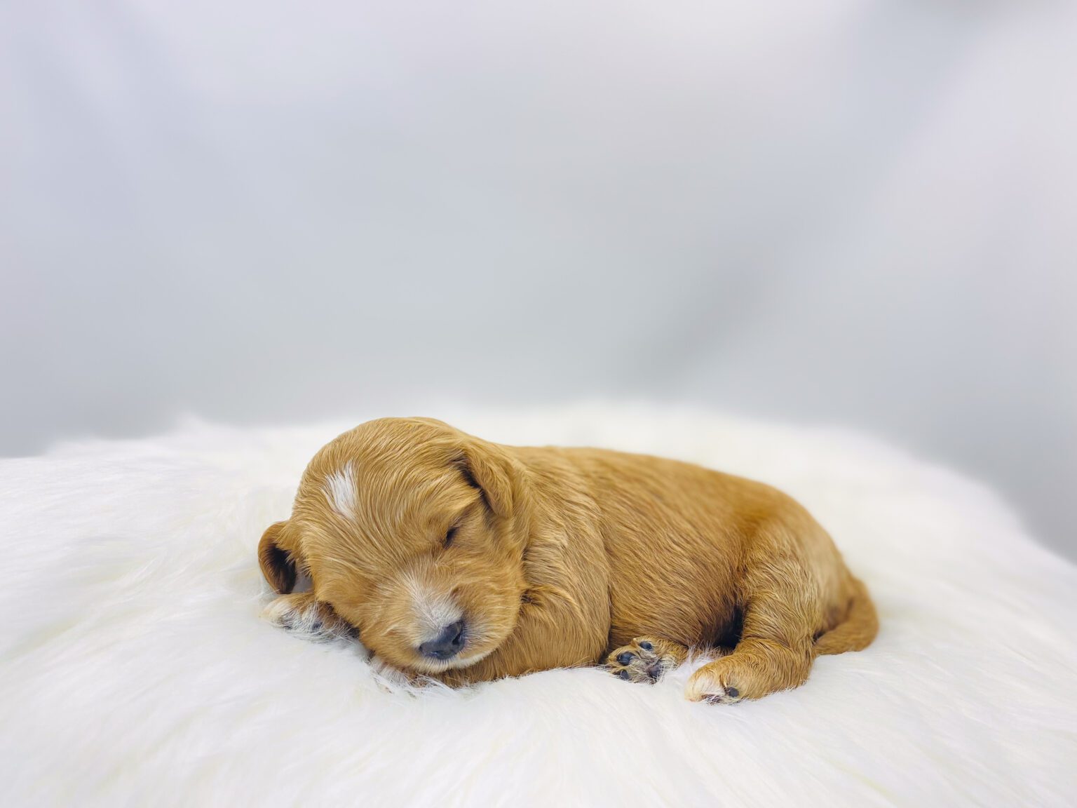 I am just a tiny baby and would love to join your family soon! Of course, you can’t see how cute and curly I will be when I get older, so the Dog Club will send updated photos when I am about 6 to 7 weeks old, if you choose to adopt me. Infant puppy deposits are refundable or transferrable.