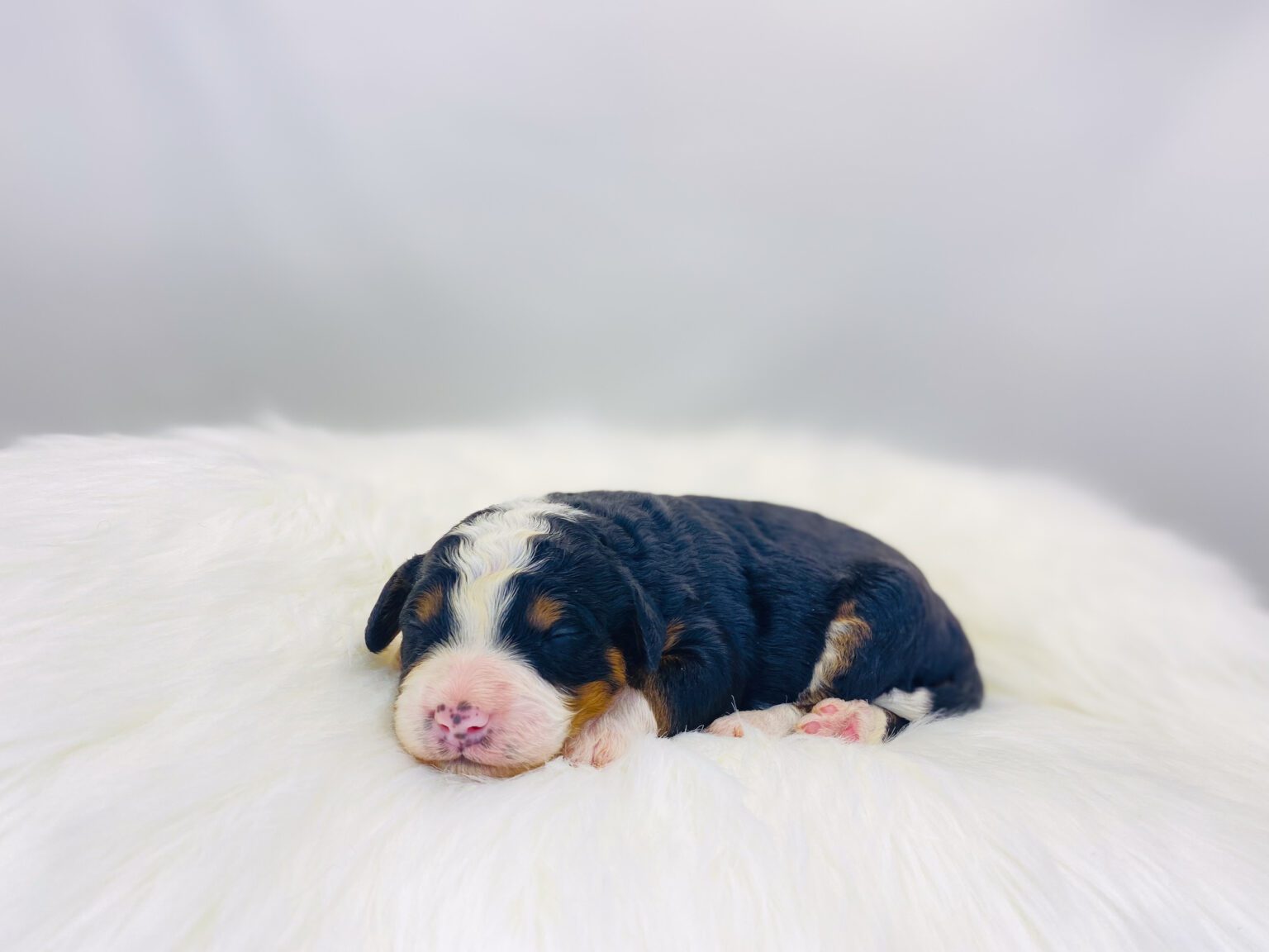 I am just a tiny baby and would love to join your family soon! Of course, you can’t see how cute and curly I will be when I get older, so the Dog Club will send updated photos when I am about 6 to 7 weeks old, if you choose to adopt me. Infant puppy deposits are refundable or transferrable.