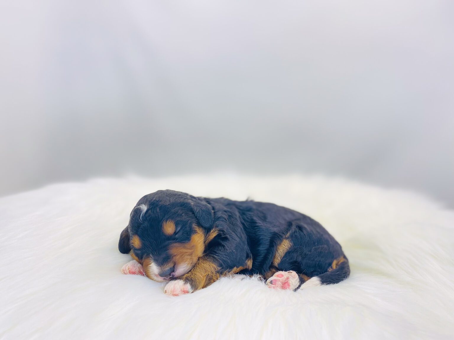 I am just a tiny baby and would love to join your family soon! Of course, you can’t see how cute and curly I will be when I get older, so the Dog Club will send updated photos when I am about 6 to 7 weeks old, if you choose to adopt me. Infant puppy deposits are refundable or transferrable.