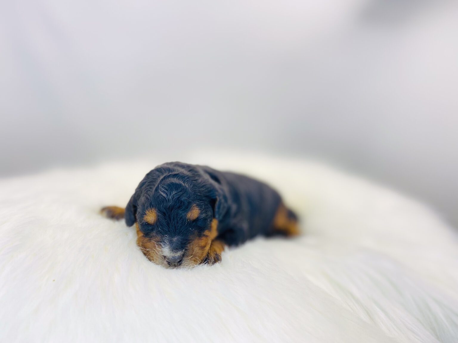 I am just a tiny baby and would love to join your family soon! Of course, you can’t see how cute and curly I will be when I get older, so the Dog Club will send updated photos when I am about 6 to 7 weeks old, if you choose to adopt me. Infant puppy deposits are refundable or transferrable.