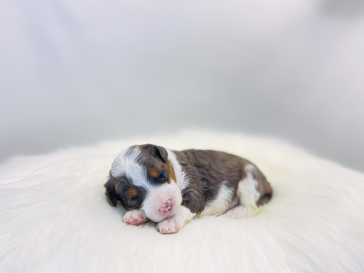 I am just a tiny baby and would love to join your family soon! Of course, you can’t see how cute and curly I will be when I get older, so the Dog Club will send updated photos when I am about 6 to 7 weeks old, if you choose to adopt me. Infant puppy deposits are refundable or transferrable.