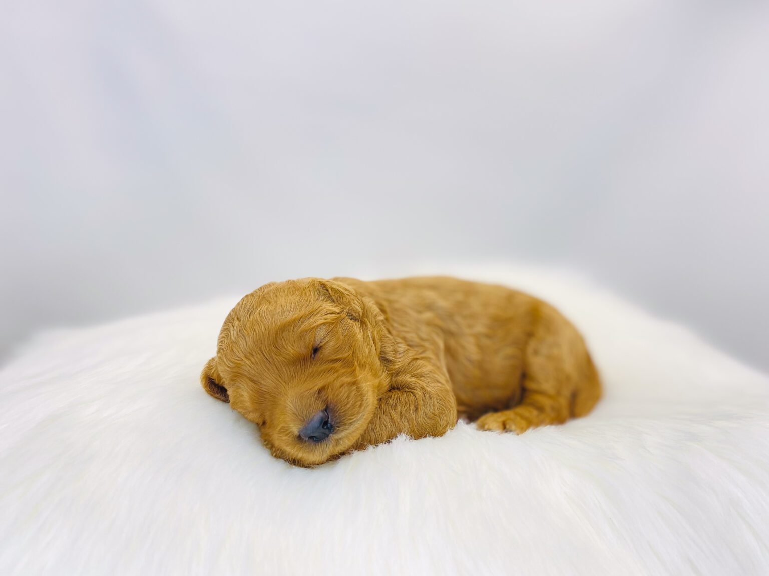 I am just a tiny baby and would love to join your family soon! Of course, you can’t see how cute and curly I will be when I get older, so the Dog Club will send updated photos when I am about 6 to 7 weeks old, if you choose to adopt me. Infant puppy deposits are refundable or transferrable.