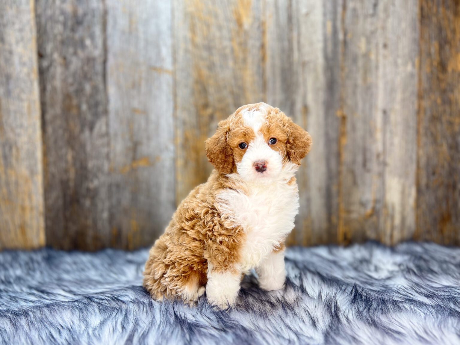 I am just a tiny baby and would love to join your family soon! Of course, you can’t see how cute and curly I will be when I get older, so the Dog Club will send updated photos when I am about 6 to 7 weeks old, if you choose to adopt me. Infant puppy deposits are refundable or transferrable.
