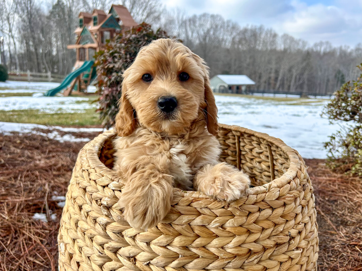 I am just a tiny baby and would love to join your family soon! Of course, you can’t see how cute and curly I will be when I get older, so the Dog Club will send updated photos when I am about 6 to 7 weeks old, if you choose to adopt me. Infant puppy deposits are refundable or transferrable.