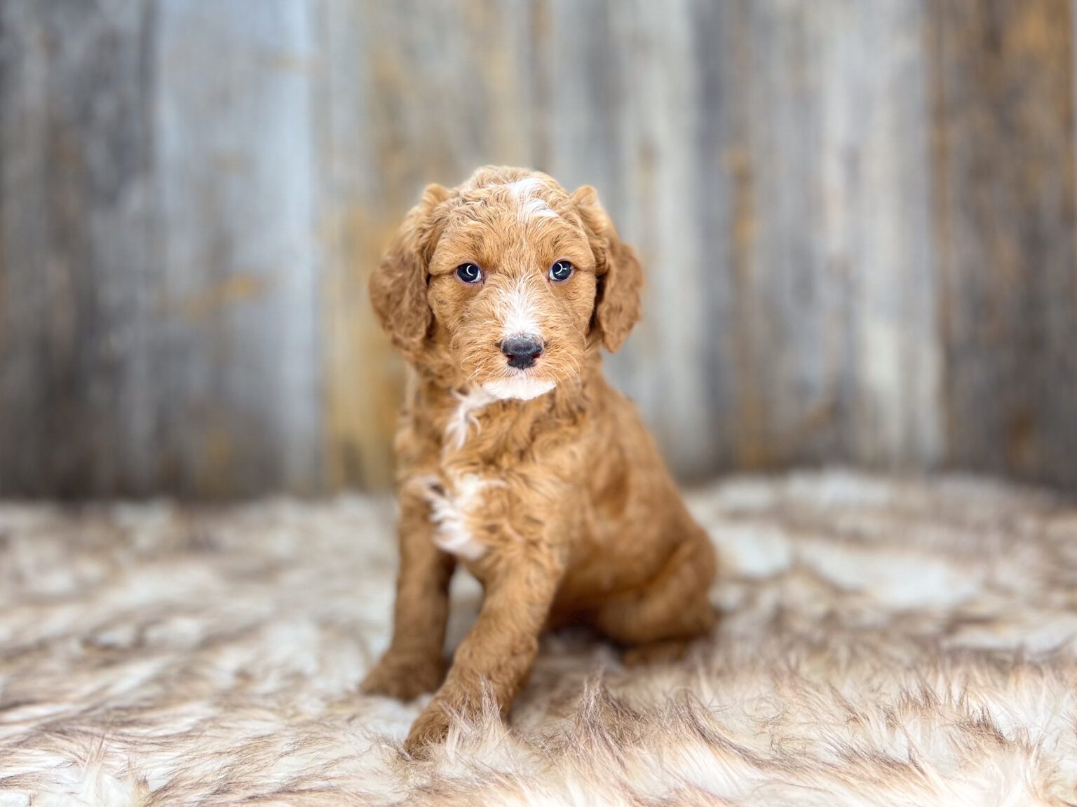 I am just a tiny baby and would love to join your family soon! Of course, you can’t see how cute and curly I will be when I get older, so the Dog Club will send updated photos when I am about 6 to 7 weeks old, if you choose to adopt me. Infant puppy deposits are refundable or transferrable.