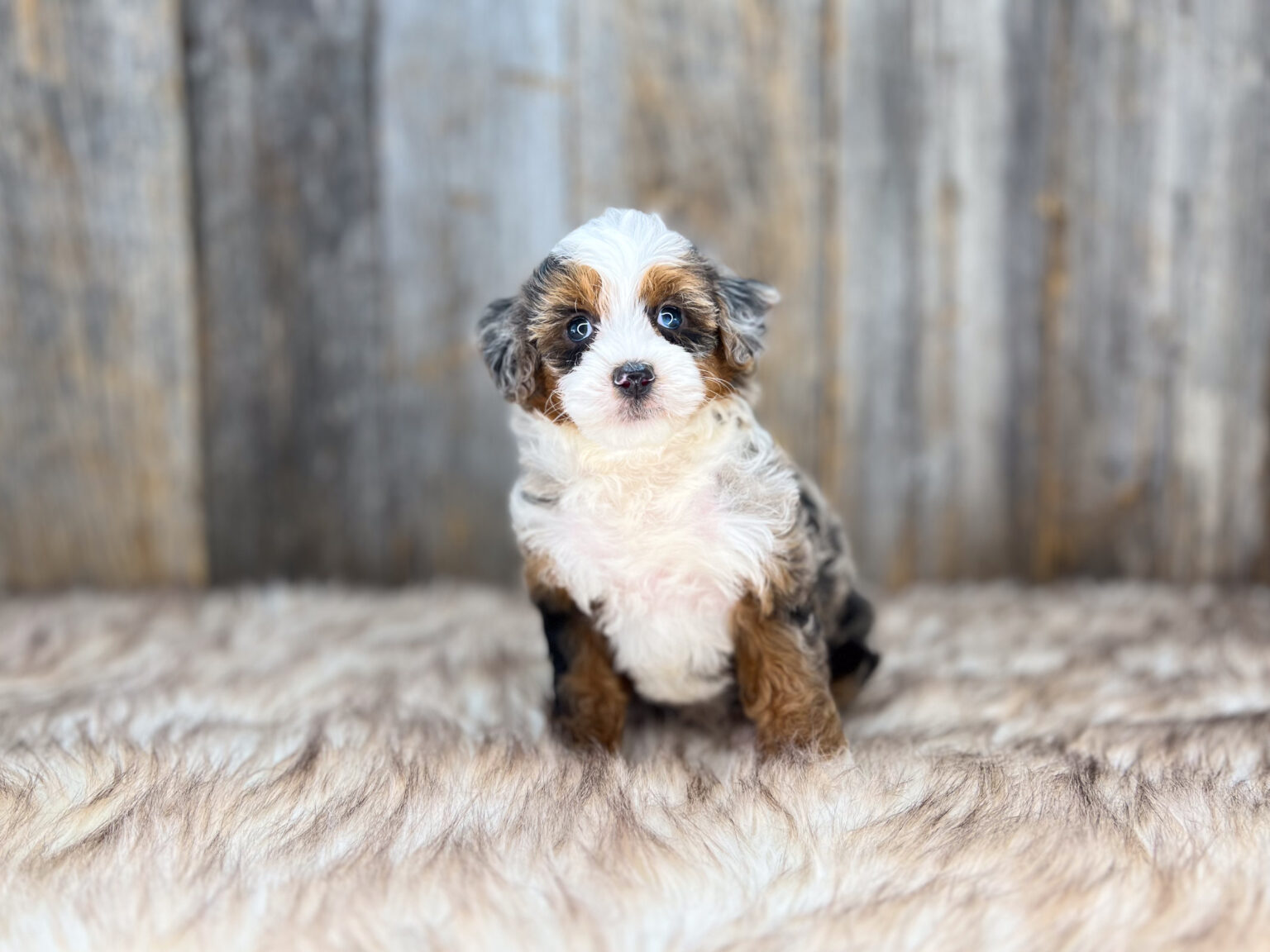 I am just a tiny baby and would love to join your family soon! Of course, you can’t see how cute and curly I will be when I get older, so the Dog Club will send updated photos when I am about 6 to 7 weeks old, if you choose to adopt me. Infant puppy deposits are refundable or transferrable.