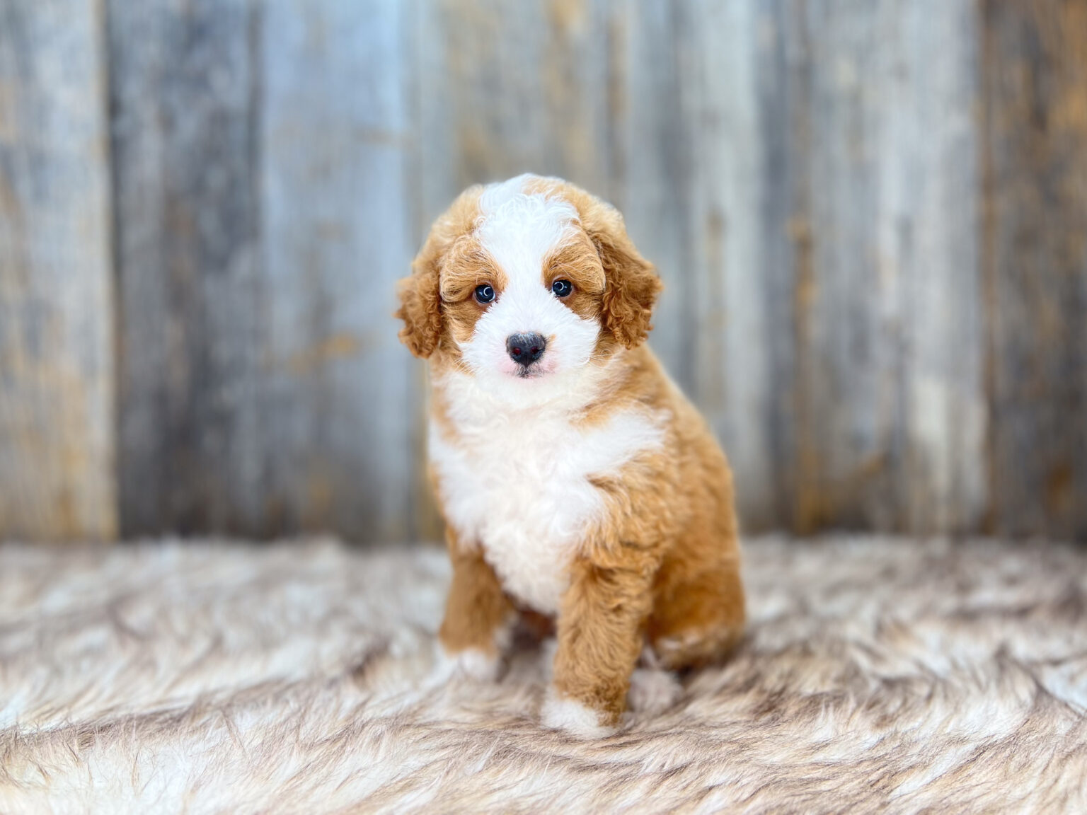 Reduced price is a reflection of a recessed vulva.