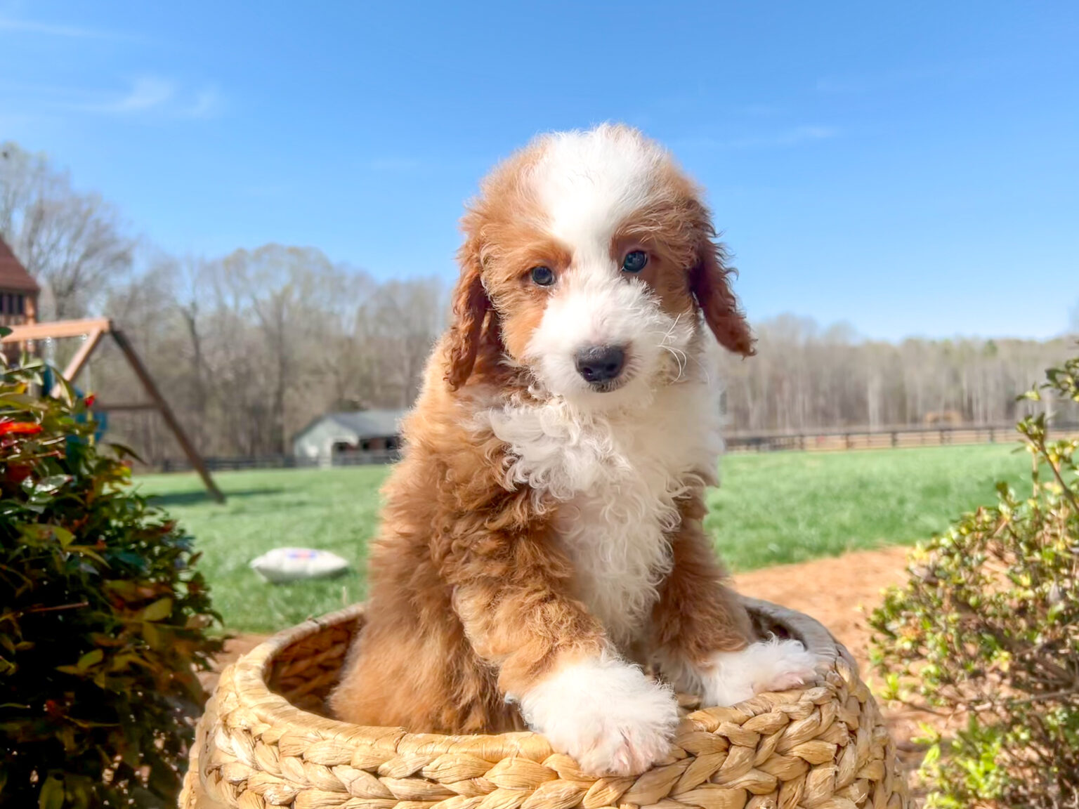 Reduced price is a reflection of a recessed vulva.