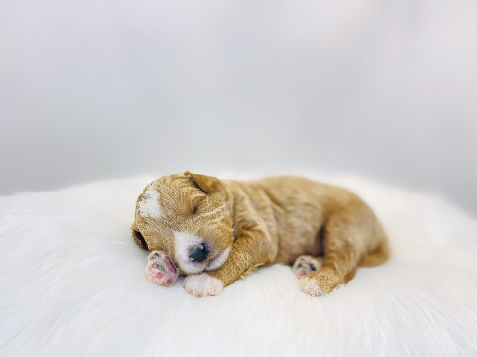 I am just a tiny baby and would love to join your family soon! Of course, you can’t see how cute and curly I will be when I get older, so the Dog Club will send updated photos when I am about 6 to 7 weeks old, if you choose to adopt me. Infant puppy deposits are refundable or transferrable.