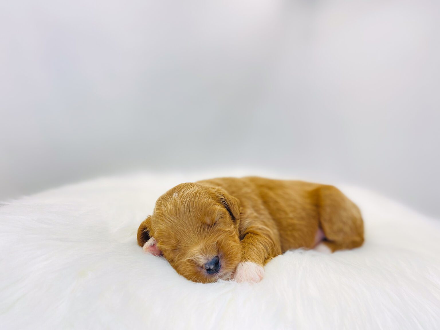 I am just a tiny baby and would love to join your family soon! Of course, you can’t see how cute and curly I will be when I get older, so the Dog Club will send updated photos when I am about 6 to 7 weeks old, if you choose to adopt me. Infant puppy deposits are refundable or transferrable.