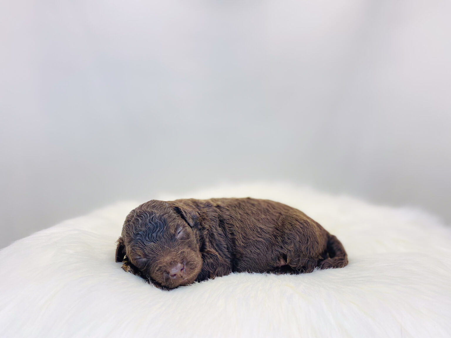 I am just a tiny baby and would love to join your family soon! Of course, you can’t see how cute and curly I will be when I get older, so the Dog Club will send updated photos when I am about 6 to 7 weeks old, if you choose to adopt me. Infant puppy deposits are refundable or transferrable.