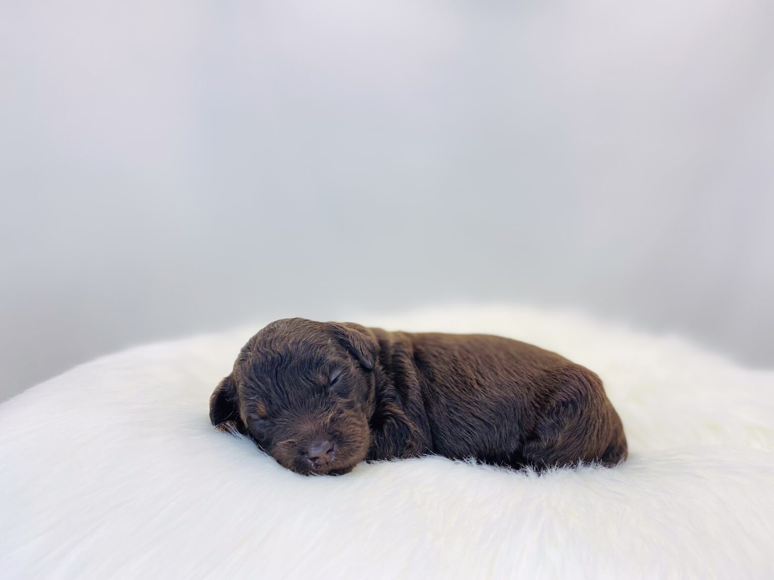 I am just a tiny baby and would love to join your family soon! Of course, you can’t see how cute and curly I will be when I get older, so the Dog Club will send updated photos when I am about 6 to 7 weeks old, if you choose to adopt me. Infant puppy deposits are refundable or transferrable.