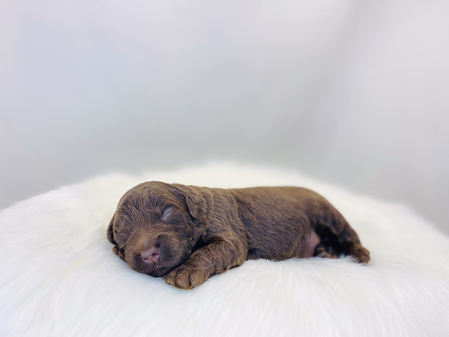 I am just a tiny baby and would love to join your family soon! Of course, you can’t see how cute and curly I will be when I get older, so the Dog Club will send updated photos when I am about 6 to 7 weeks old, if you choose to adopt me. Infant puppy deposits are refundable or transferrable.