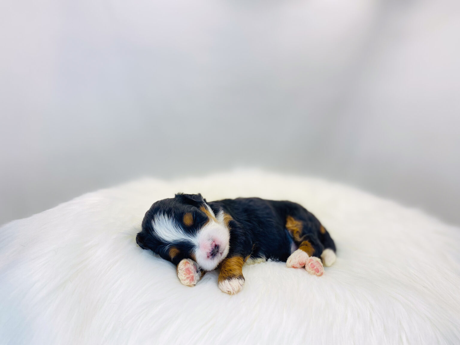 I am just a tiny baby and would love to join your family soon! Of course, you can’t see how cute and curly I will be when I get older, so the Dog Club will send updated photos when I am about 6 to 7 weeks old, if you choose to adopt me. Infant puppy deposits are refundable or transferrable.