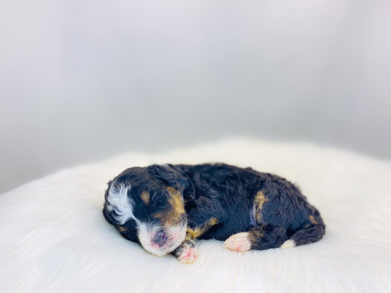 I am just a tiny baby and would love to join your family soon! Of course, you can’t see how cute and curly I will be when I get older, so the Dog Club will send updated photos when I am about 6 to 7 weeks old, if you choose to adopt me. Infant puppy deposits are refundable or transferrable.