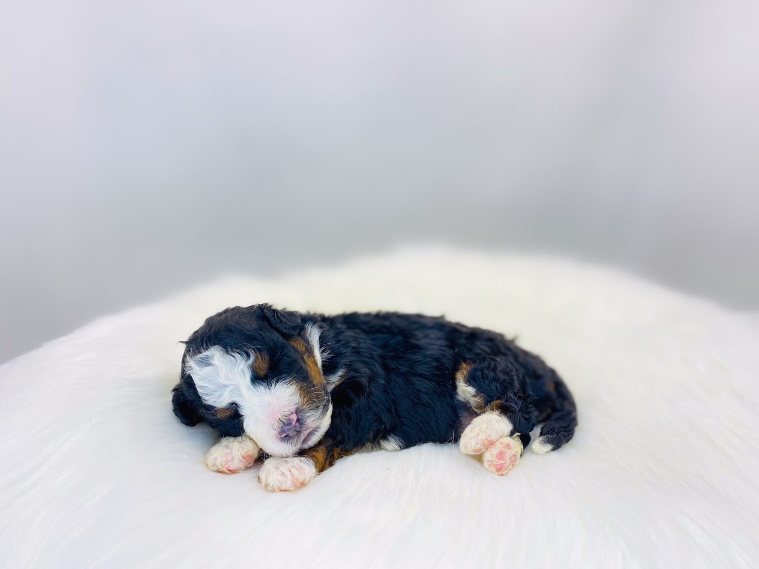 I am just a tiny baby and would love to join your family soon! Of course, you can’t see how cute and curly I will be when I get older, so the Dog Club will send updated photos when I am about 6 to 7 weeks old, if you choose to adopt me. Infant puppy deposits are refundable or transferrable.
