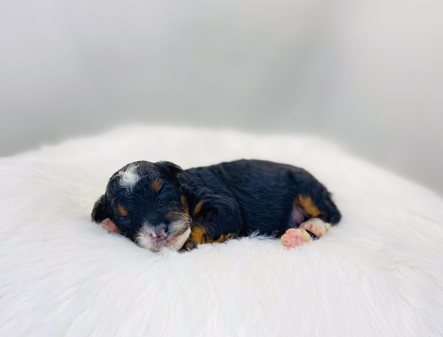 I am just a tiny baby and would love to join your family soon! Of course, you can’t see how cute and curly I will be when I get older, so the Dog Club will send updated photos when I am about 6 to 7 weeks old, if you choose to adopt me. Infant puppy deposits are refundable or transferrable.
