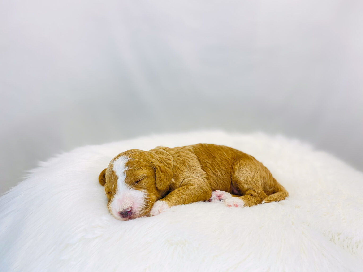 I am just a tiny baby and would love to join your family soon! Of course, you can’t see how cute and curly I will be when I get older, so the Dog Club will send updated photos when I am about 6 to 7 weeks old, if you choose to adopt me. Infant puppy deposits are refundable or transferrable.