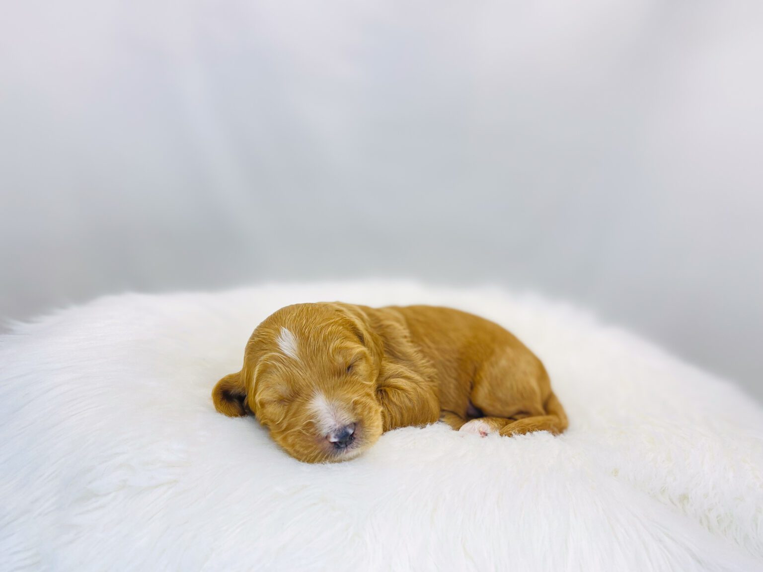 I am just a tiny baby and would love to join your family soon! Of course, you can’t see how cute and curly I will be when I get older, so the Dog Club will send updated photos when I am about 6 to 7 weeks old, if you choose to adopt me. Infant puppy deposits are refundable or transferrable.