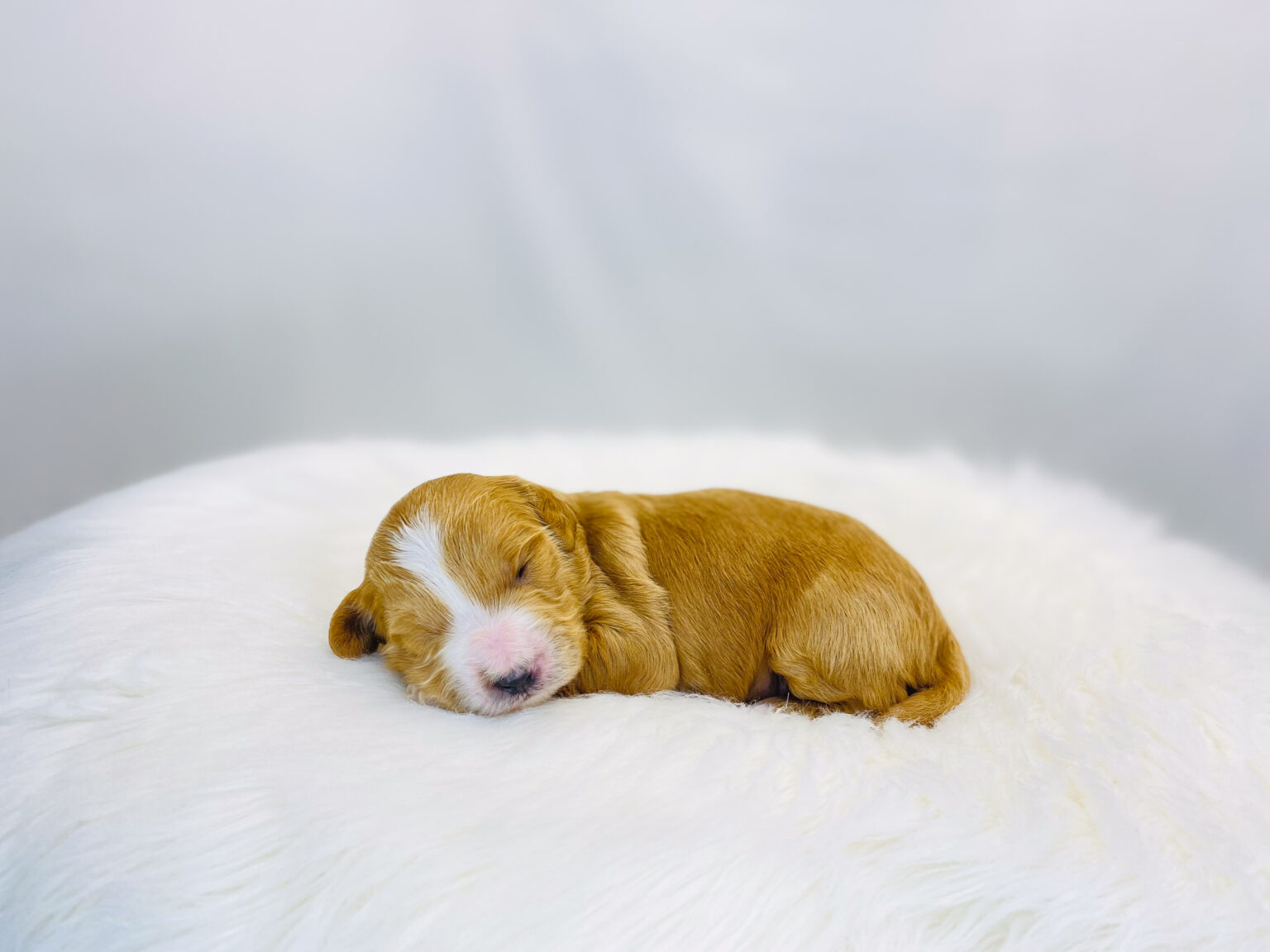 I am just a tiny baby and would love to join your family soon! Of course, you can’t see how cute and curly I will be when I get older, so the Dog Club will send updated photos when I am about 6 to 7 weeks old, if you choose to adopt me. Infant puppy deposits are refundable or transferrable.