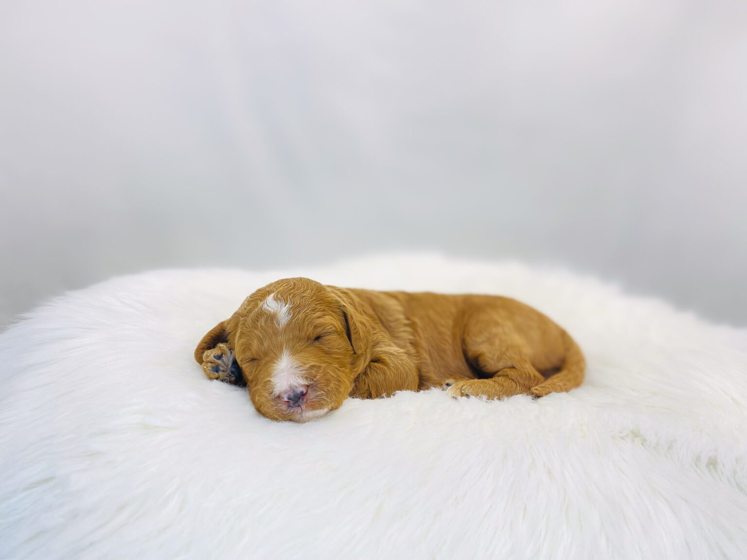 I am just a tiny baby and would love to join your family soon! Of course, you can’t see how cute and curly I will be when I get older, so the Dog Club will send updated photos when I am about 6 to 7 weeks old, if you choose to adopt me. Infant puppy deposits are refundable or transferrable.