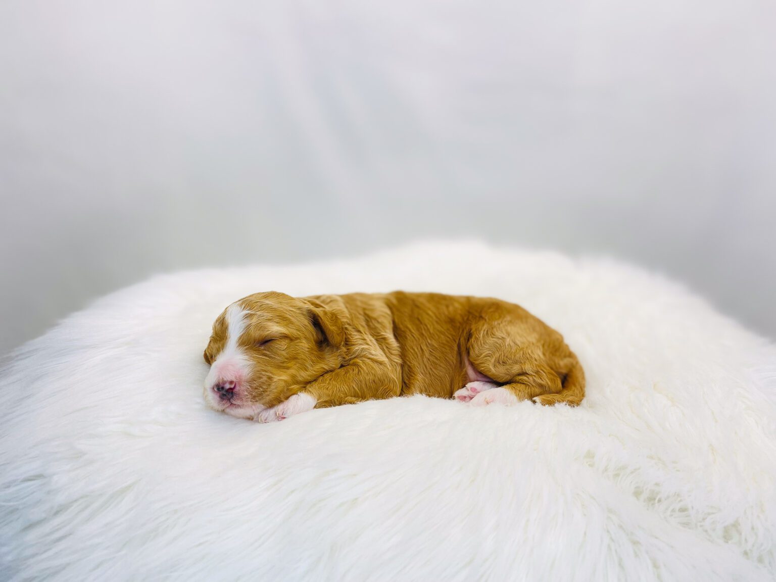 I am just a tiny baby and would love to join your family soon! Of course, you can’t see how cute and curly I will be when I get older, so the Dog Club will send updated photos when I am about 6 to 7 weeks old, if you choose to adopt me. Infant puppy deposits are refundable or transferrable.