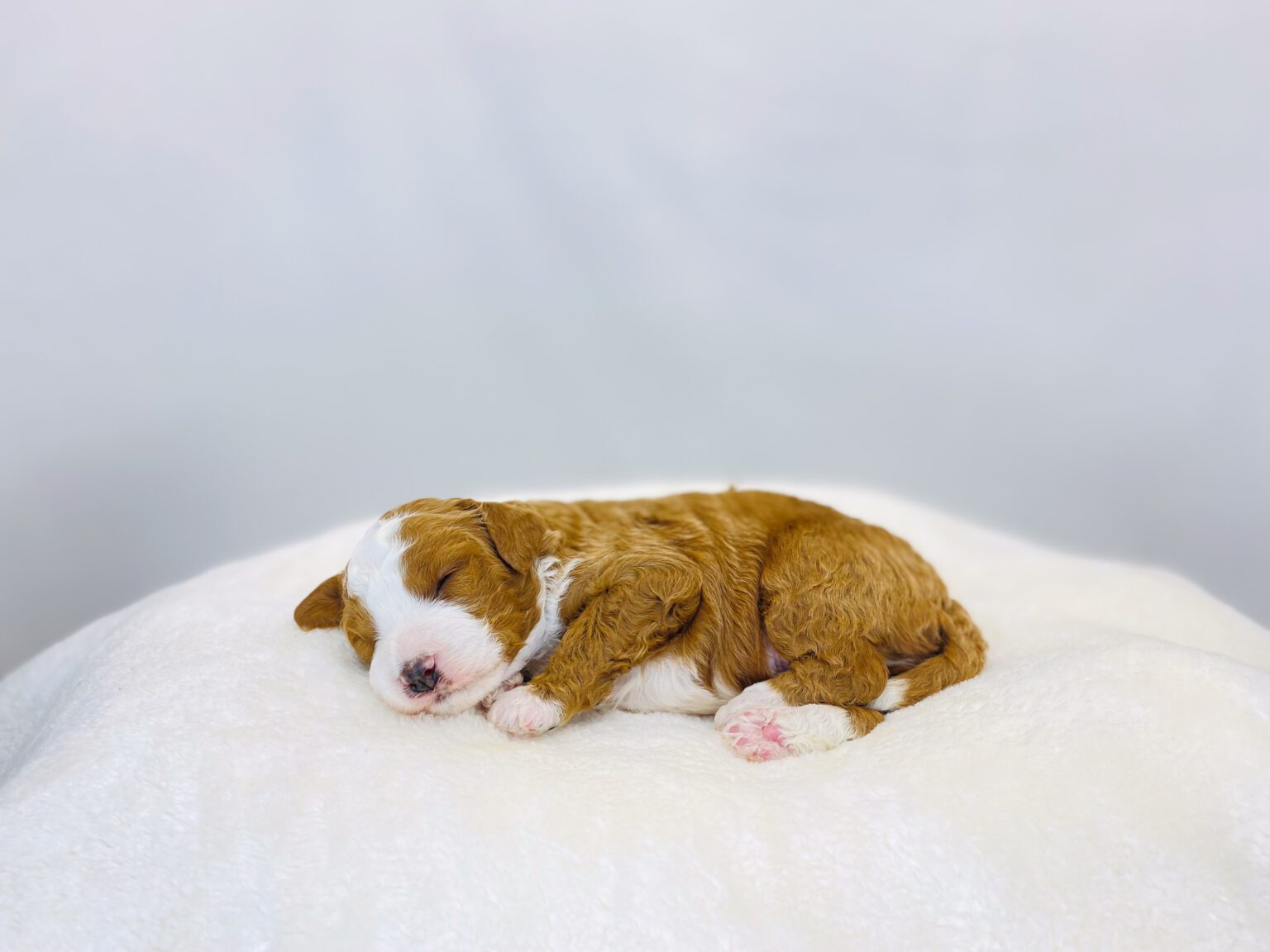 I am just a tiny baby and would love to join your family soon! Of course, you can’t see how cute and curly I will be when I get older, so the Dog Club will send updated photos when I am about 6 to 7 weeks old, if you choose to adopt me. Infant puppy deposits are refundable or transferrable.