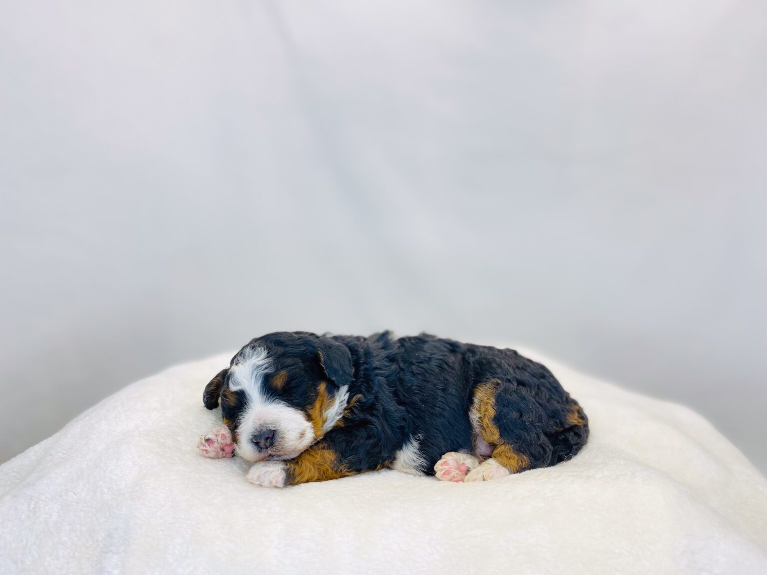 I am just a tiny baby and would love to join your family soon! Of course, you can’t see how cute and curly I will be when I get older, so the Dog Club will send updated photos when I am about 6 to 7 weeks old, if you choose to adopt me. Infant puppy deposits are refundable or transferrable.